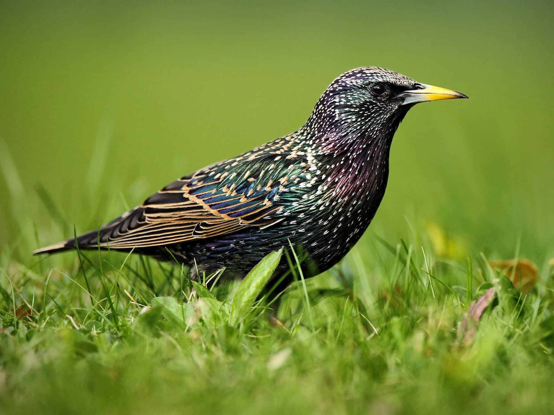 Starling 1
