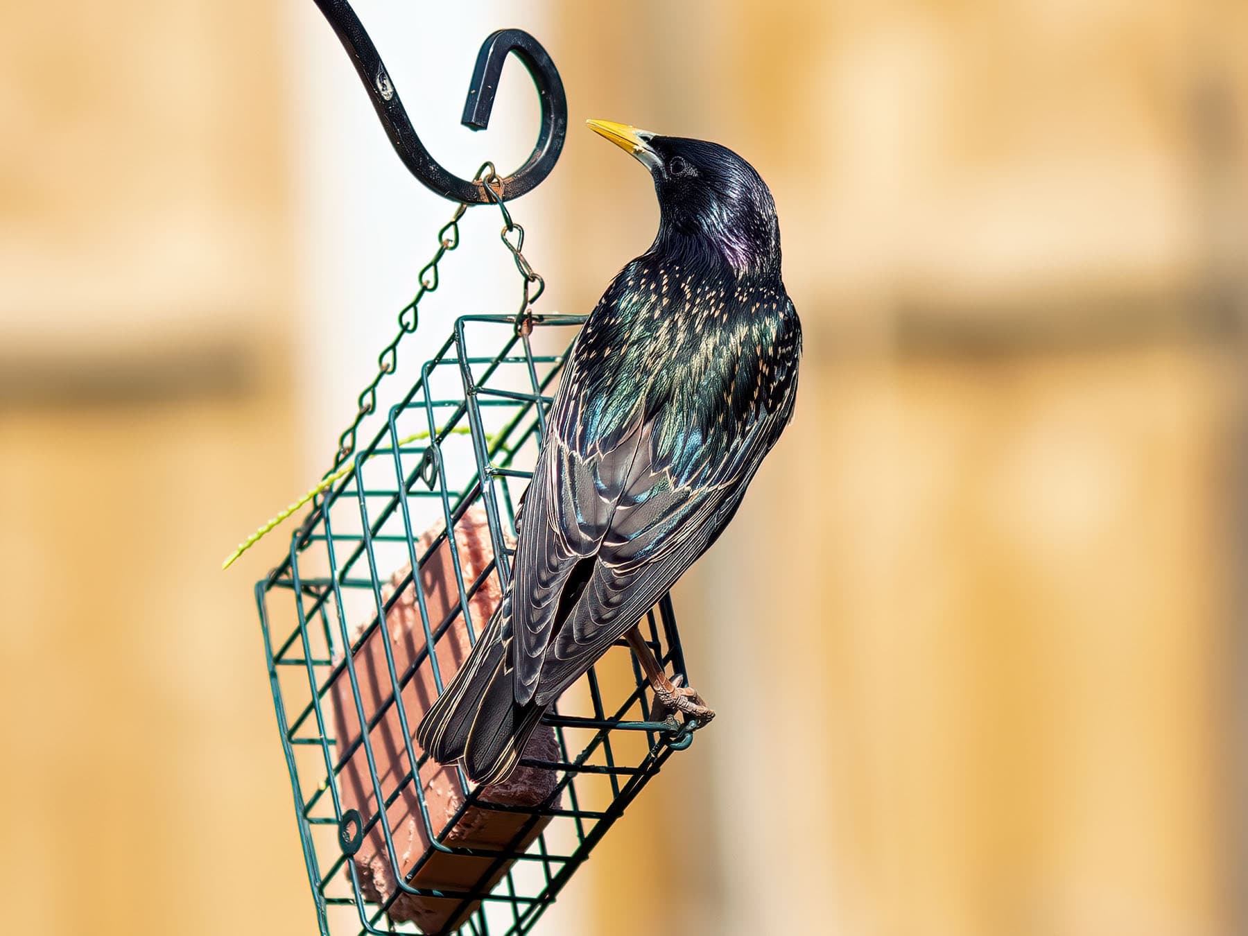 Starling at feeding station