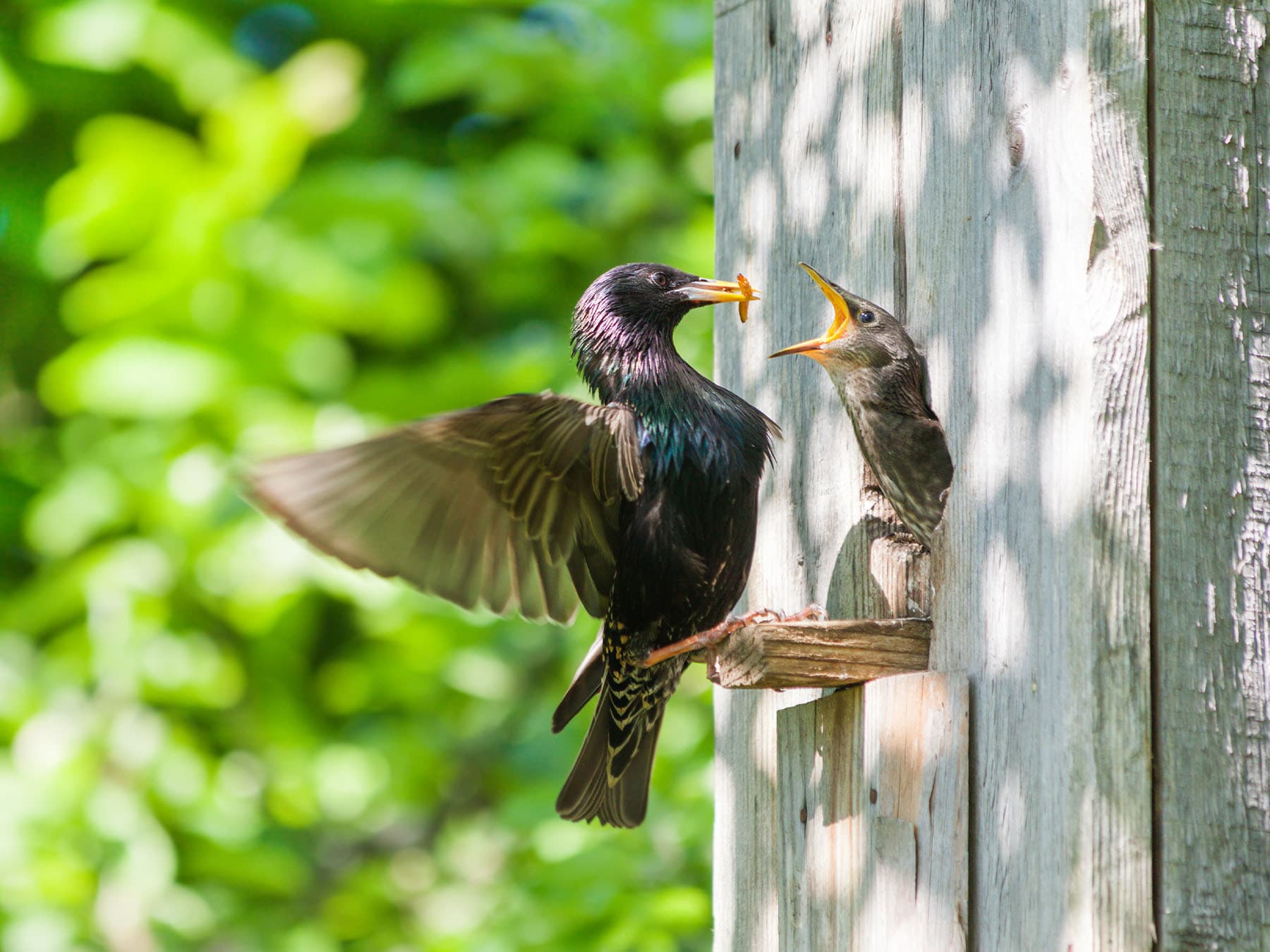Starling at nestbox feeding young