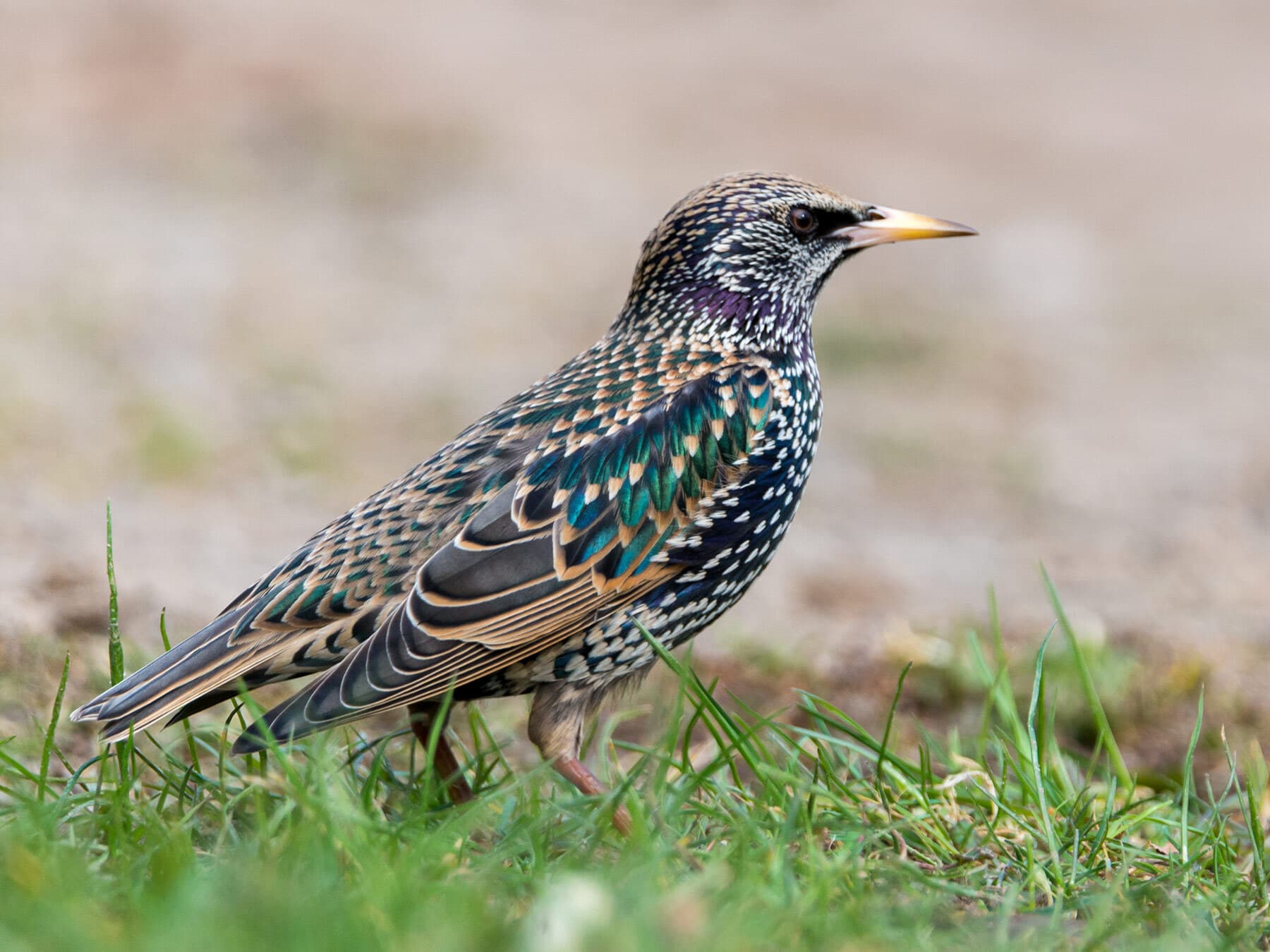 Starling close up