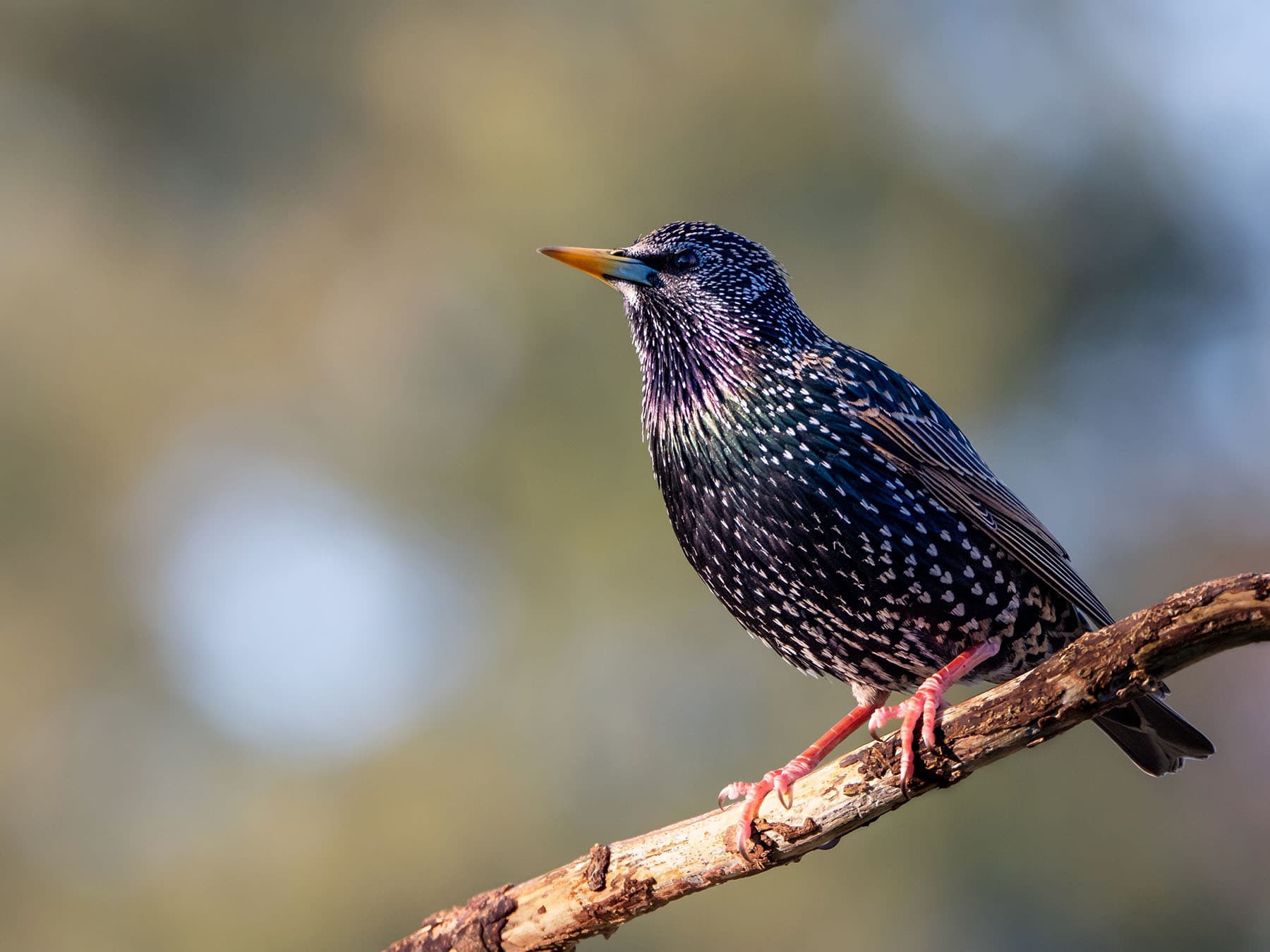 Starling close up