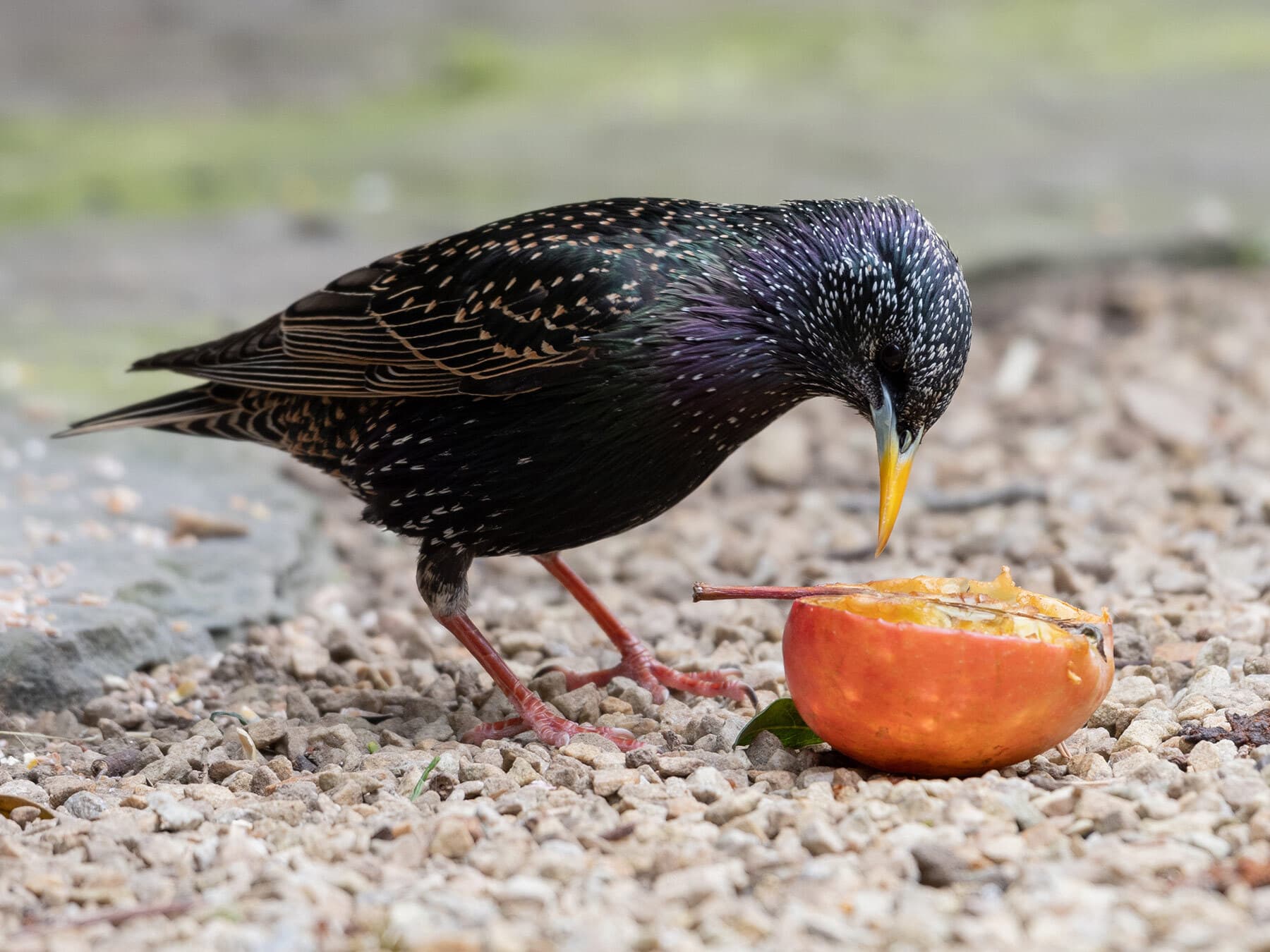 Starling eating apple