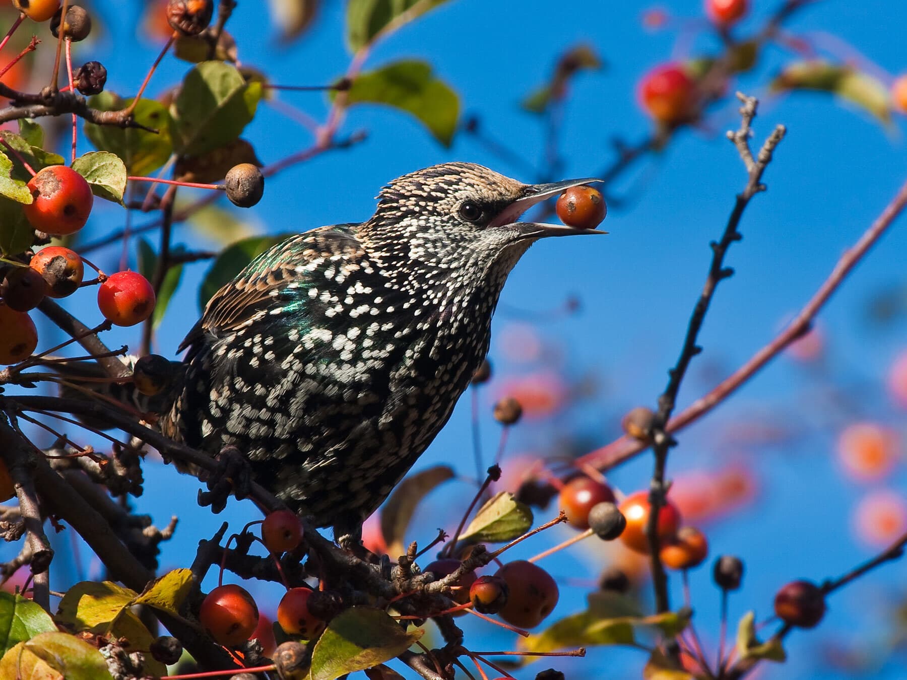 Starling eating from apple tree