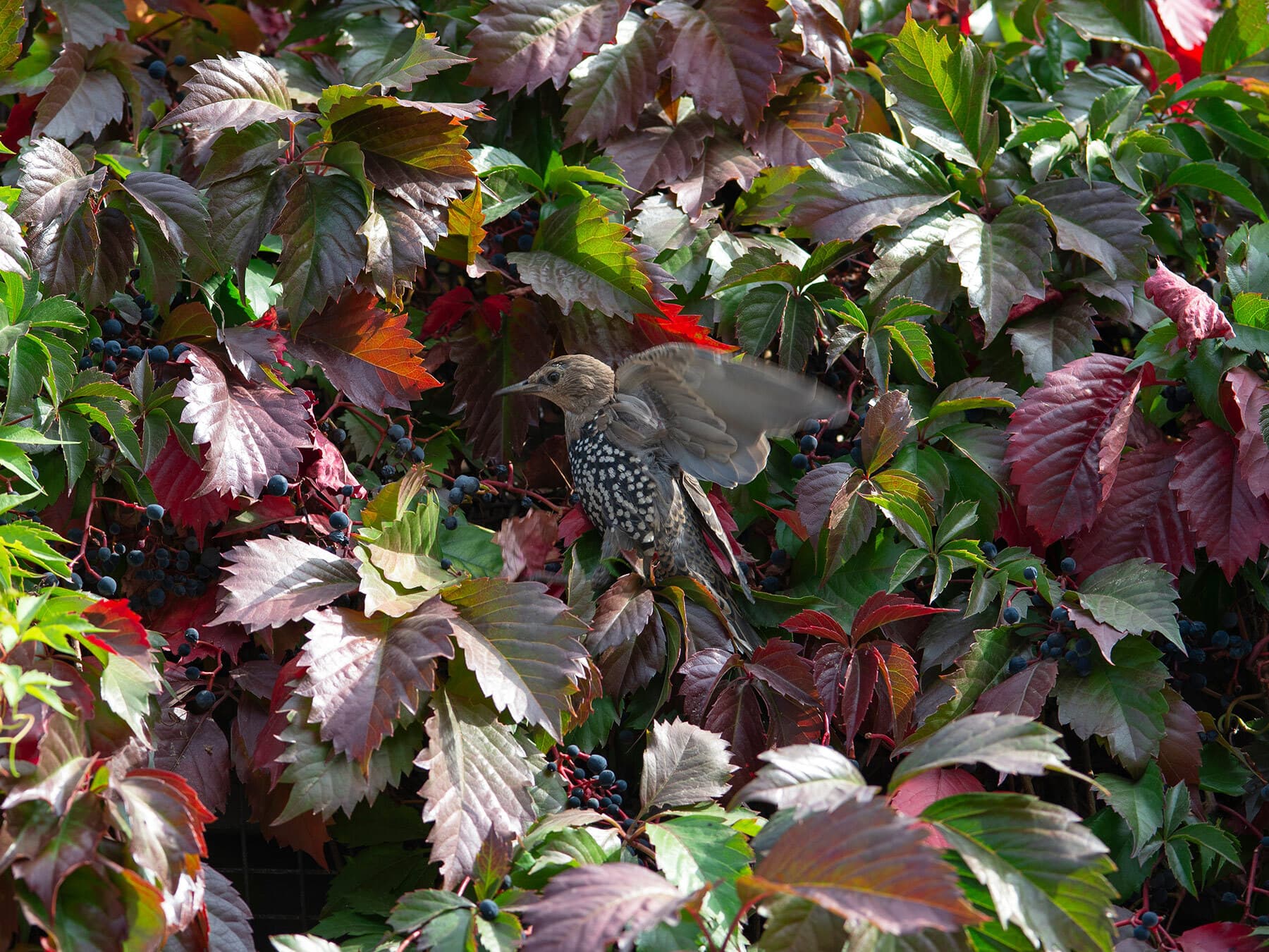 Starling eating grapes