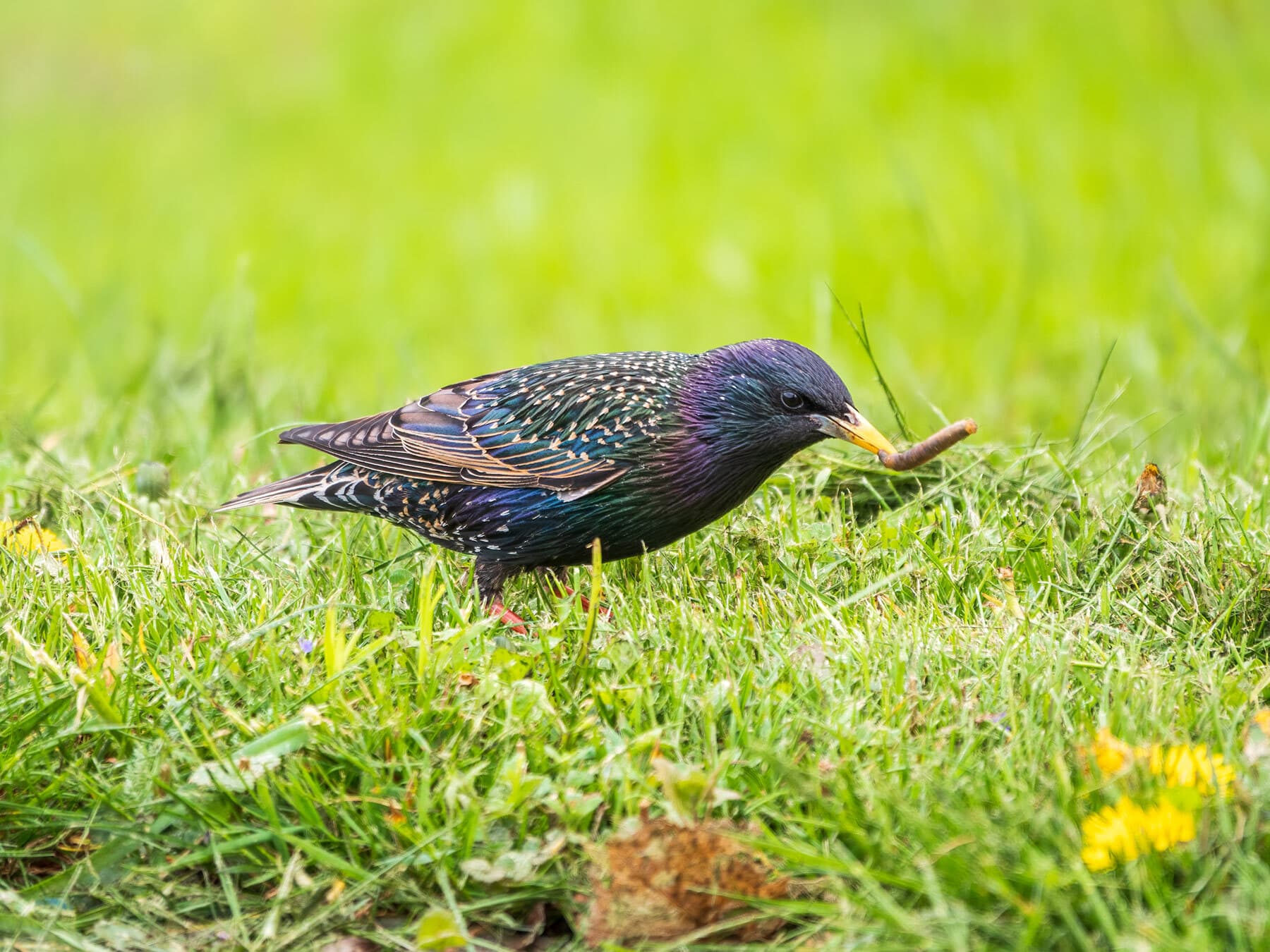 Starling eating worms