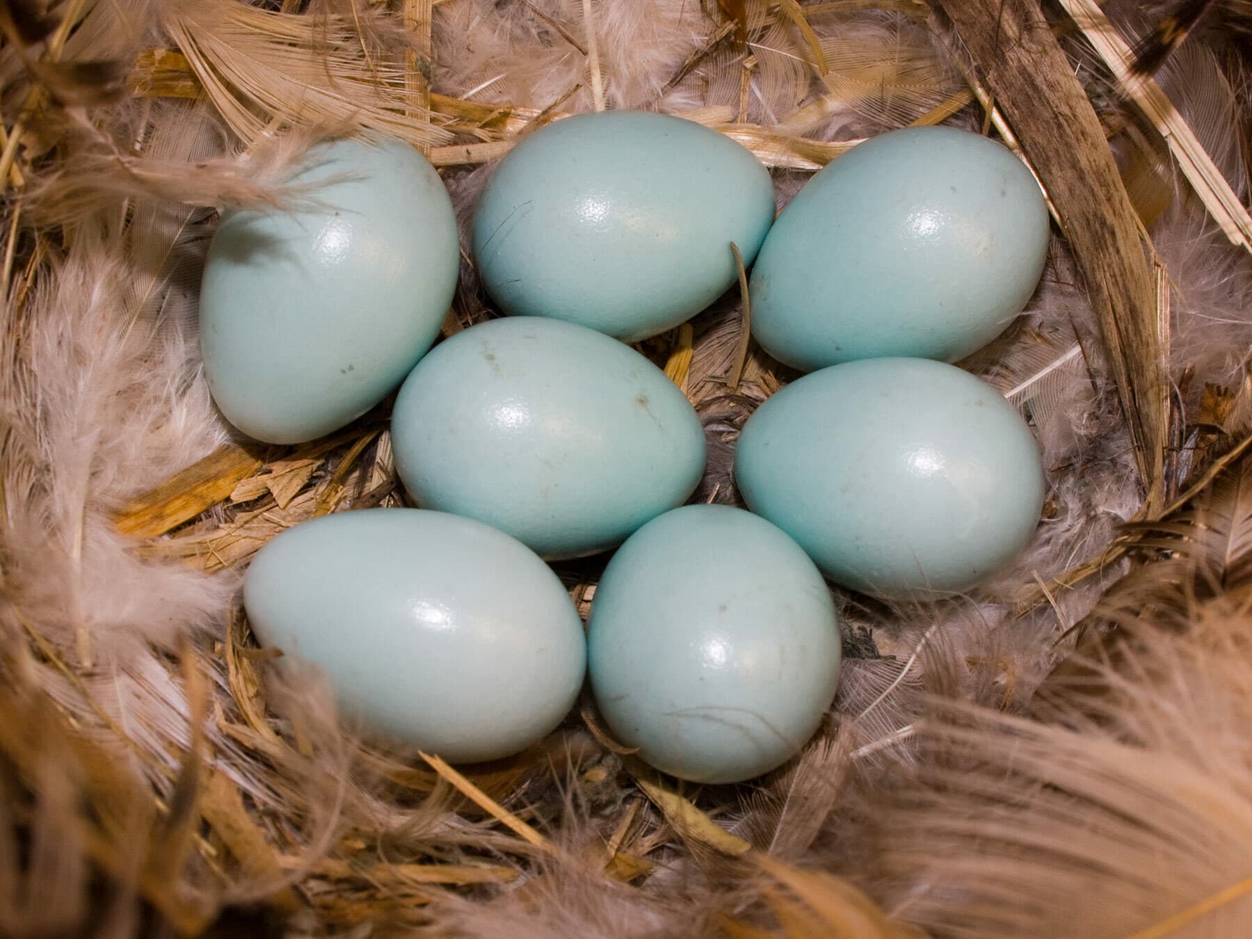 Starling eggs