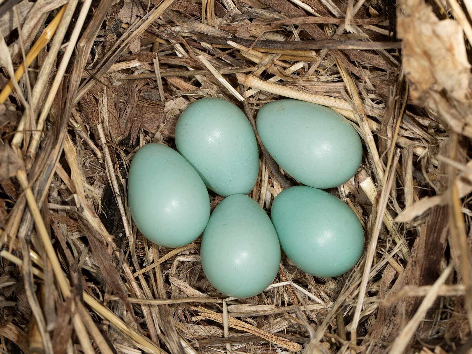 Five pale blue Starling eggs in a nest of dry grass
