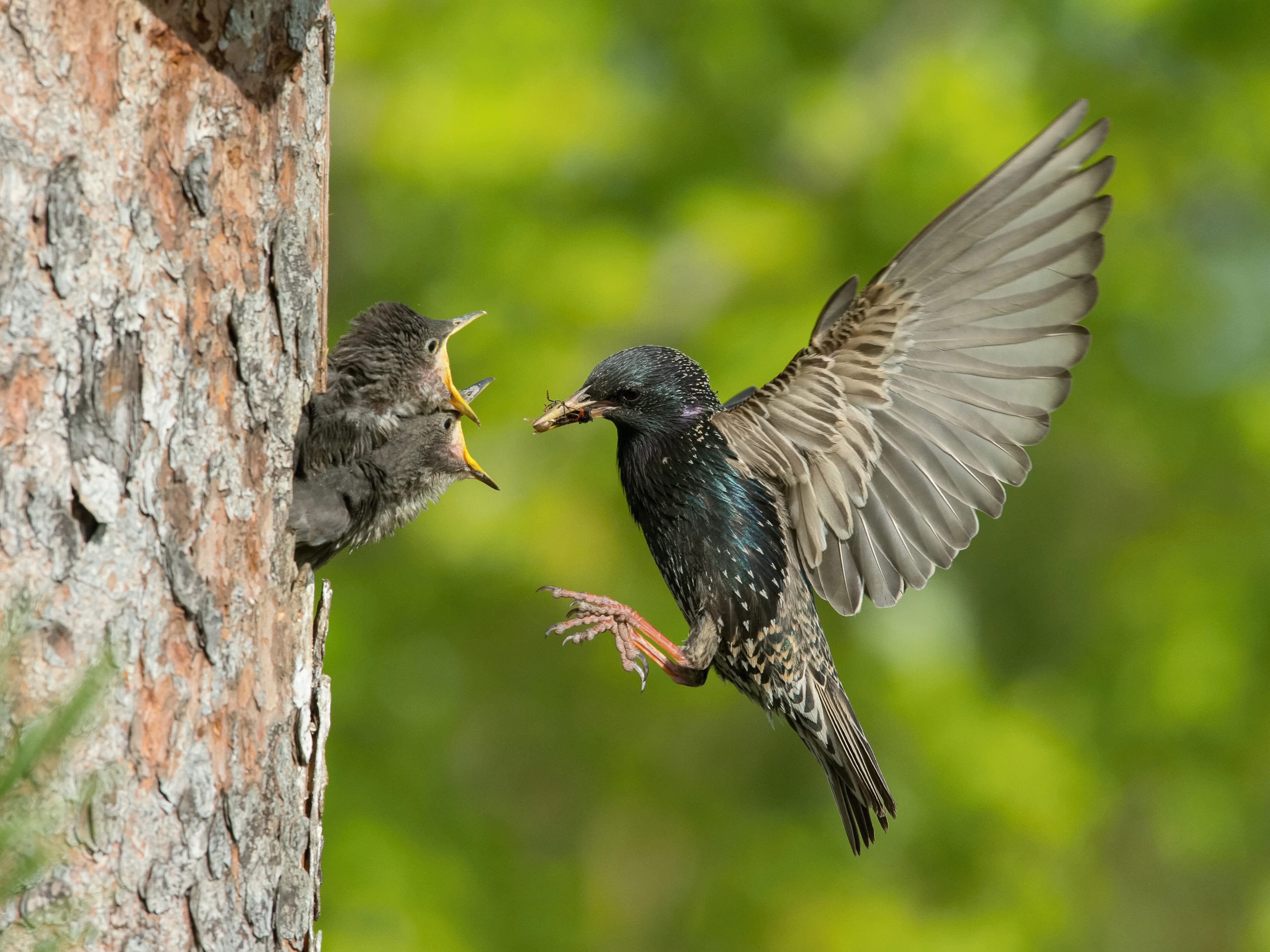 Starling feeding chicks