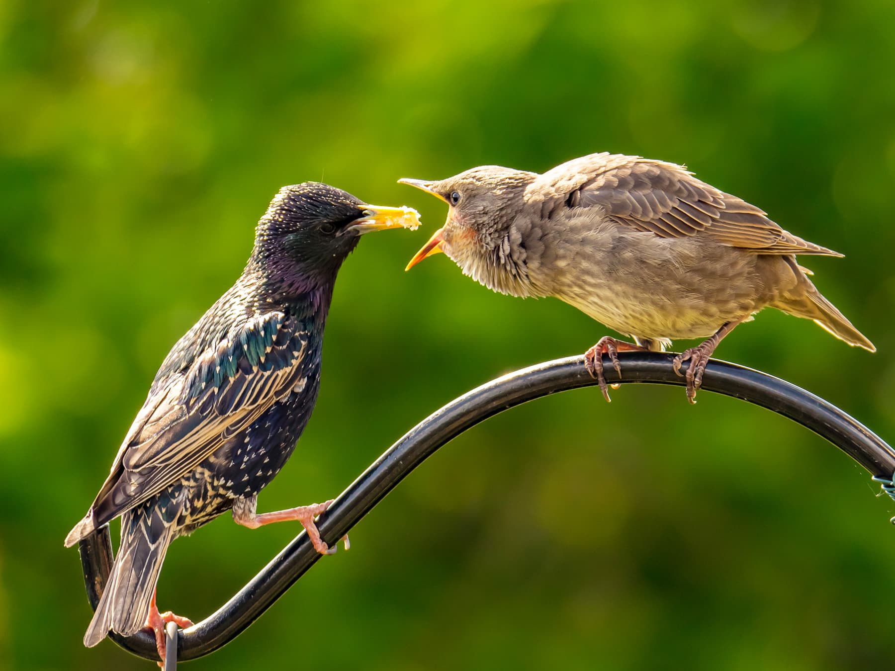 Starling feeding young fledgling in garden
