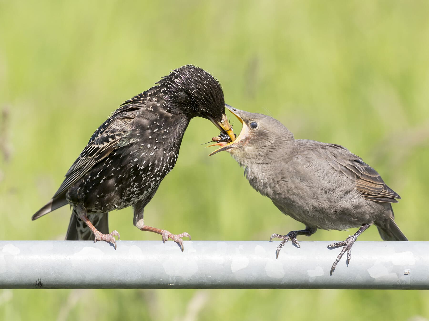Starling feeding young