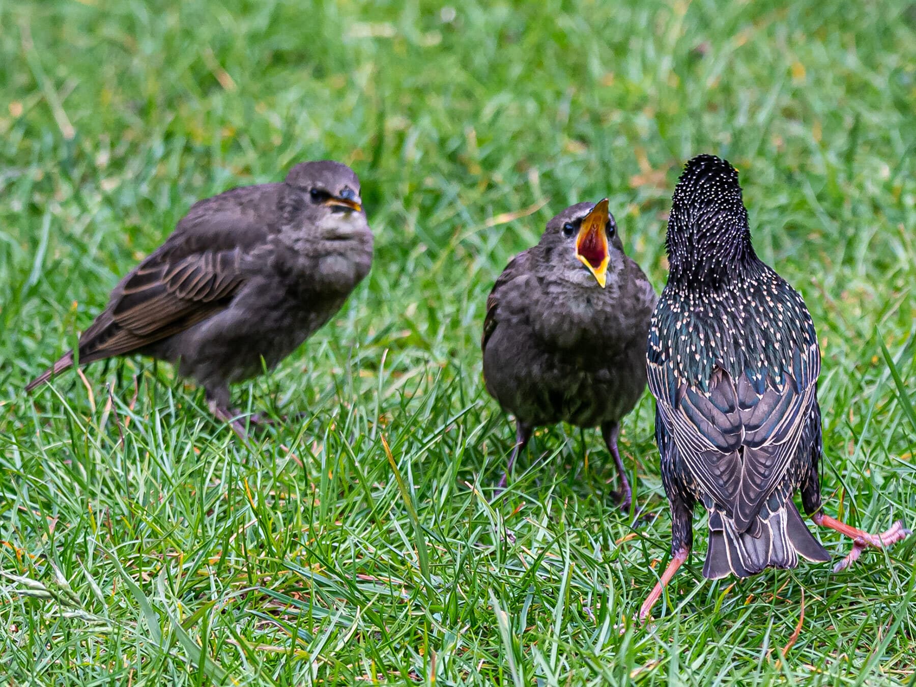 Starling fledglings begging for food