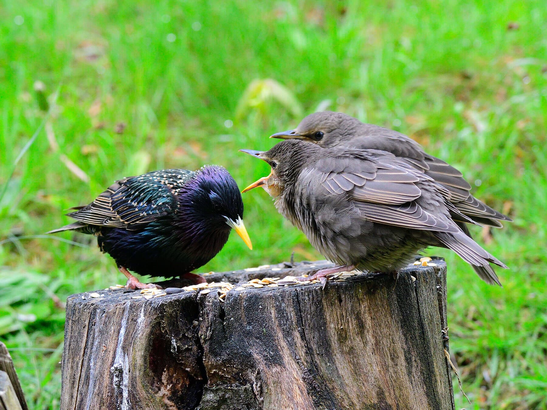 Starling fledglings