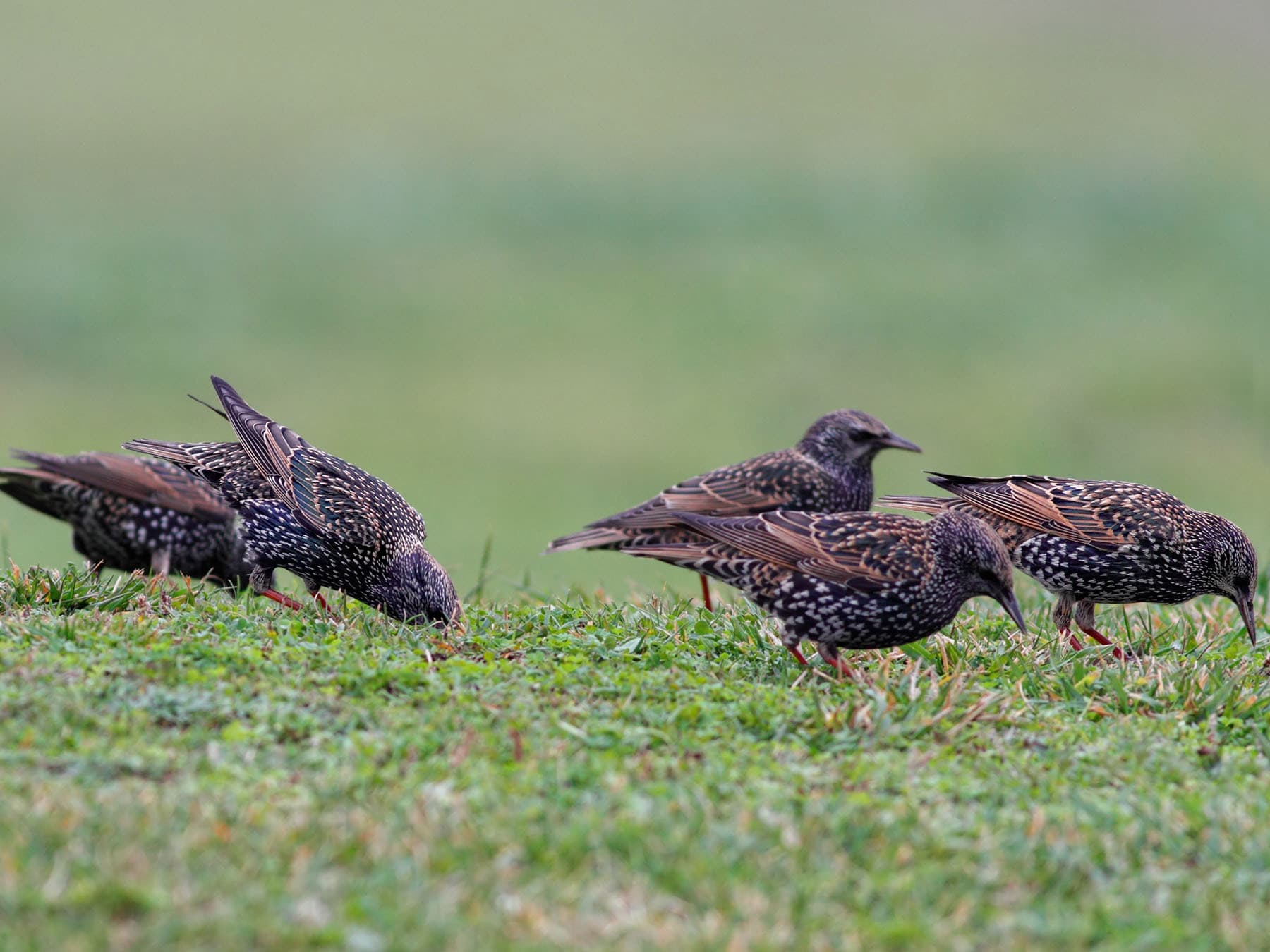 Starling flock feeding