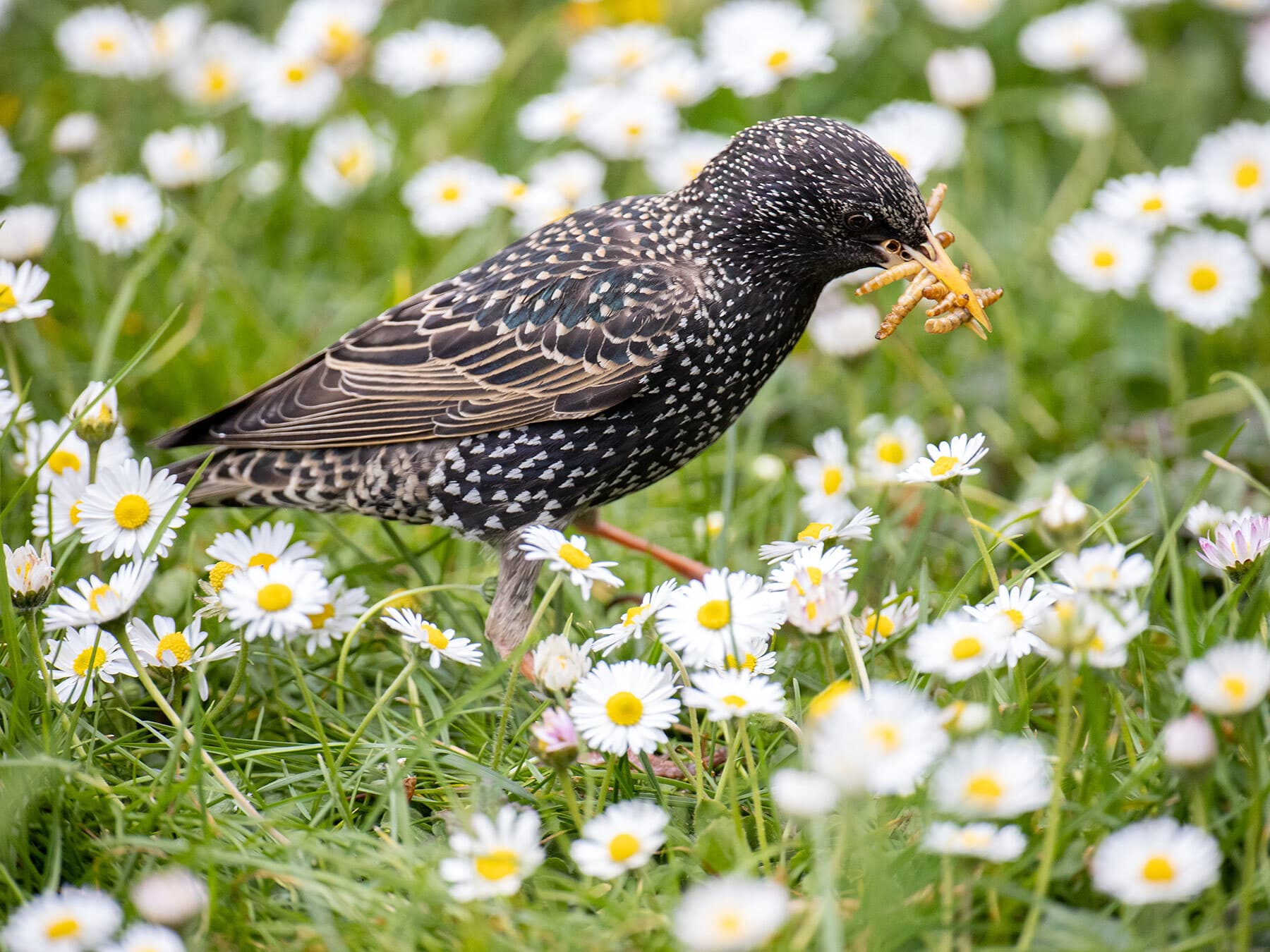 Starling foraging