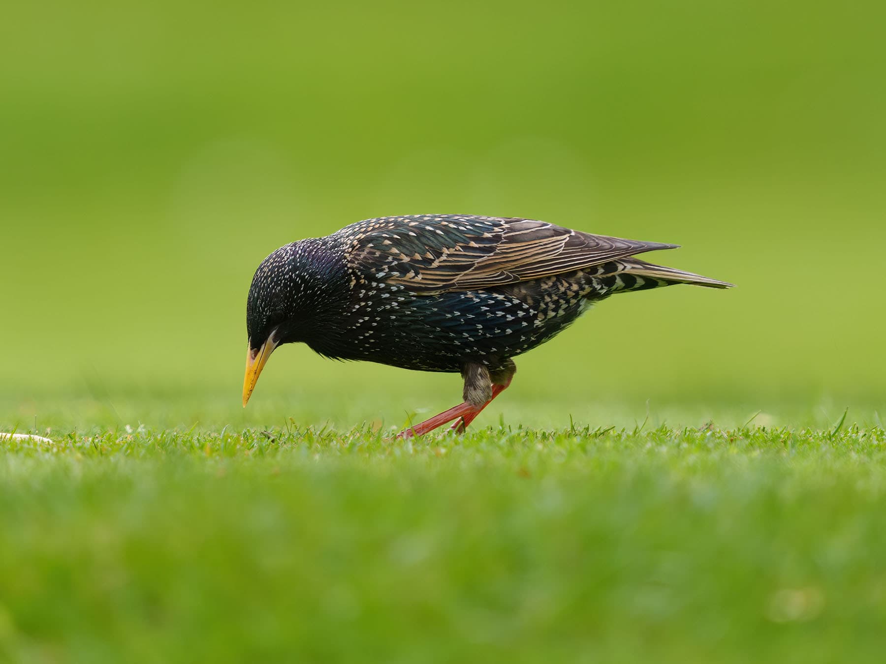 Starling foraging