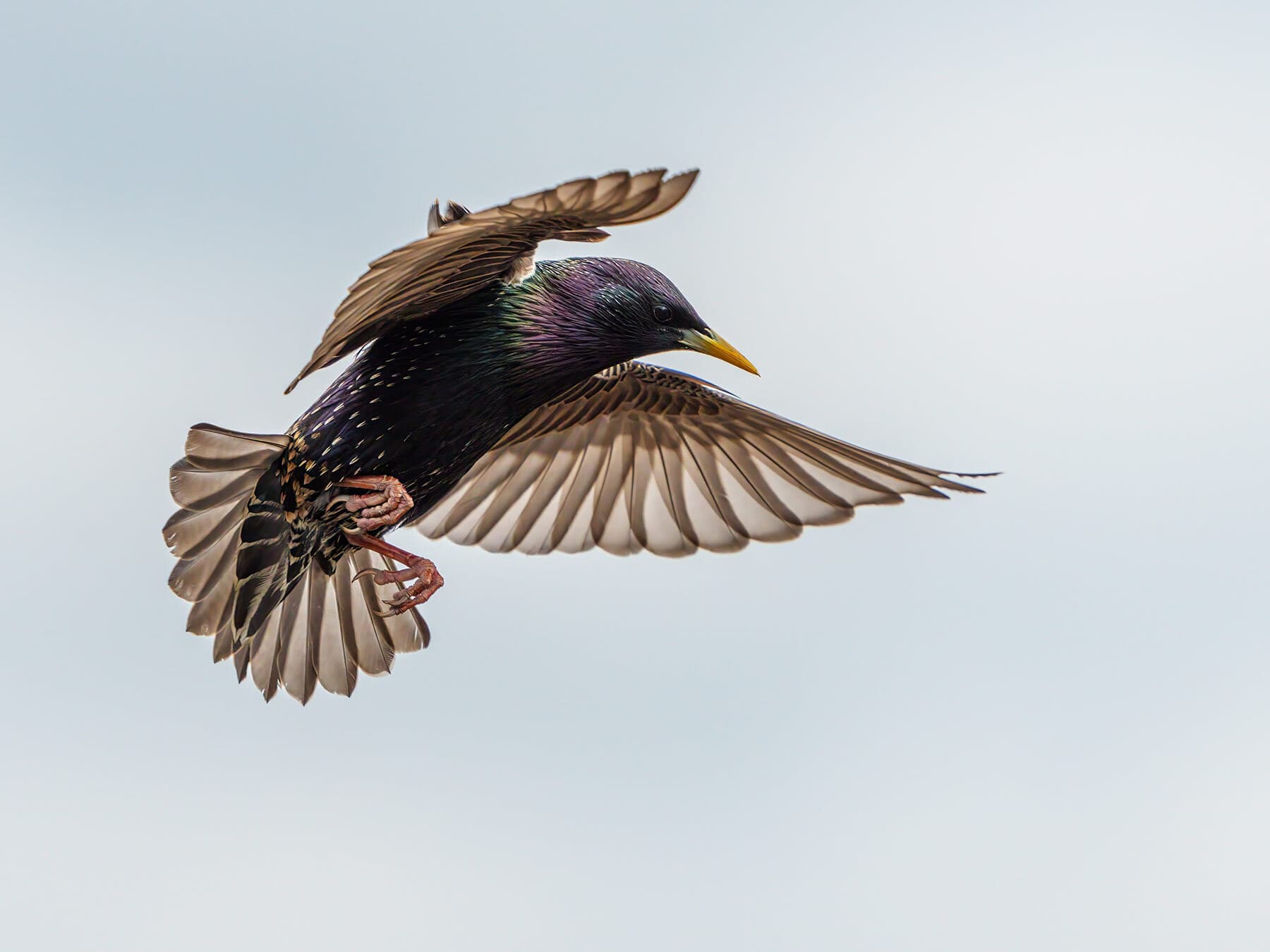 A European Starling in flight: short tail and triangular wings
