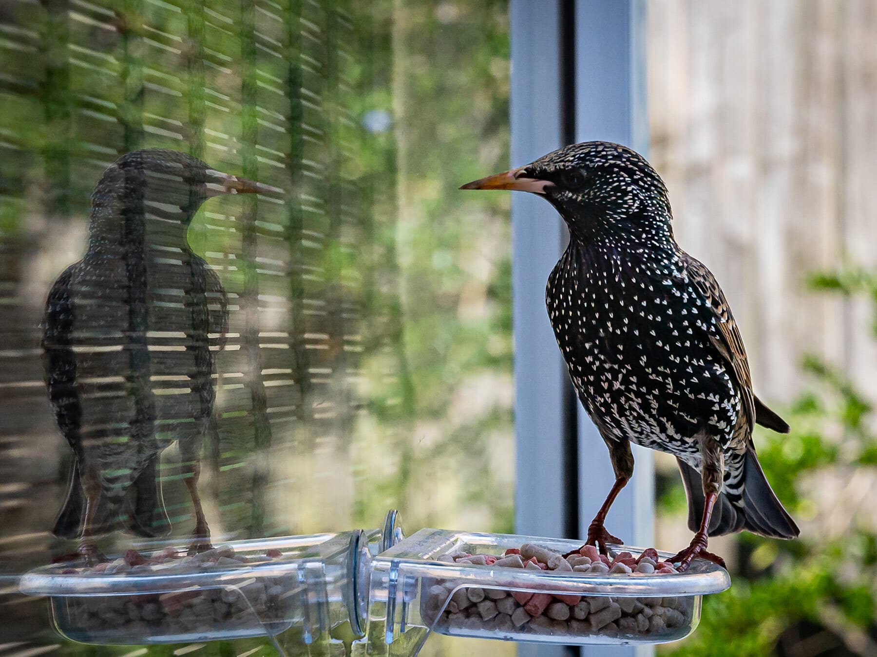 Starling looking at reflection