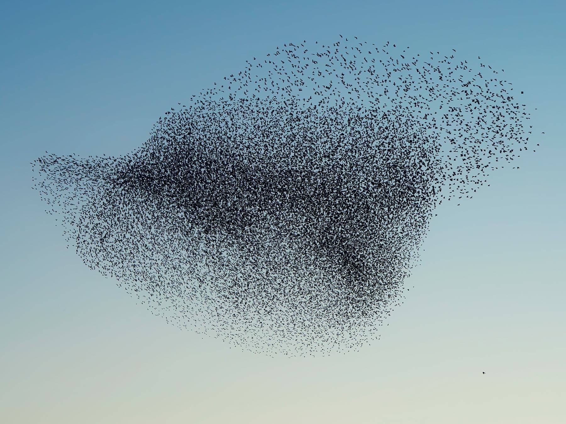A dense murmuration, darker where the birds are packed most tightly