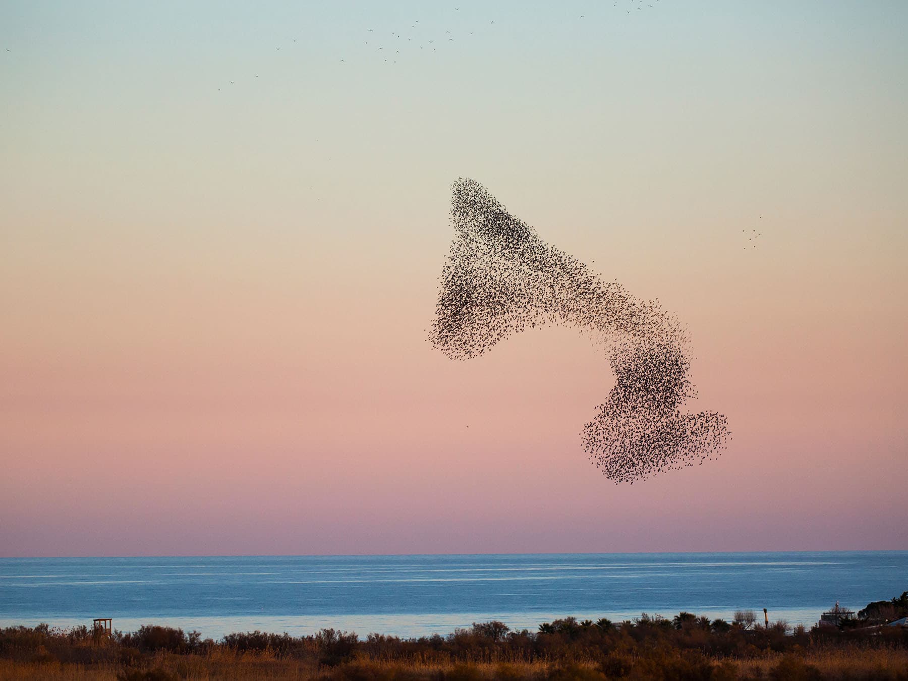 Starling murmuration aiguamolls de l emporda nature park
