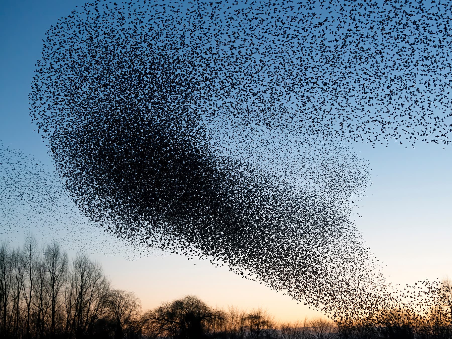 Starling murmuration flock of starlings