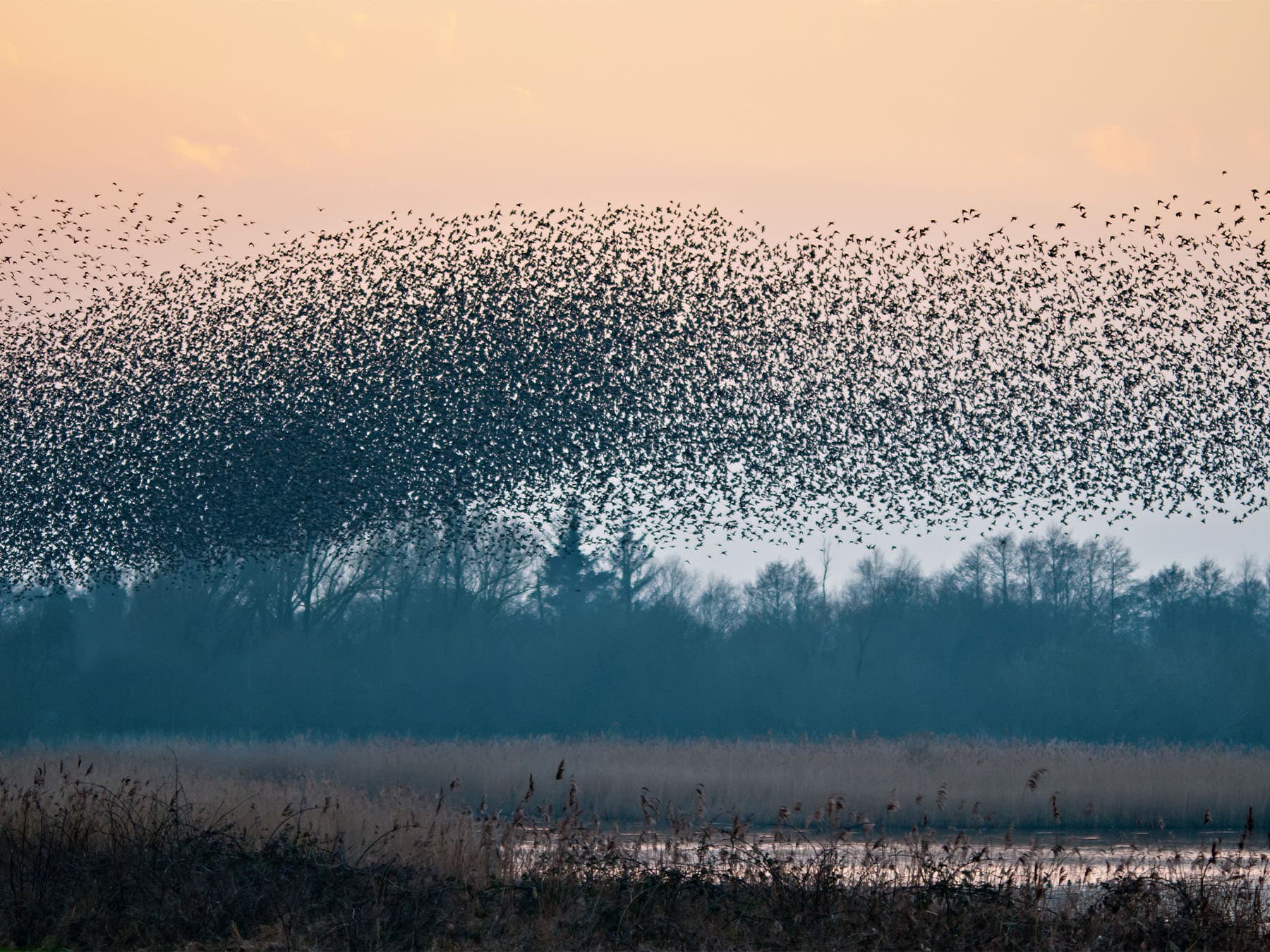 Starling murmuration shapwick heath nature reserve somerset