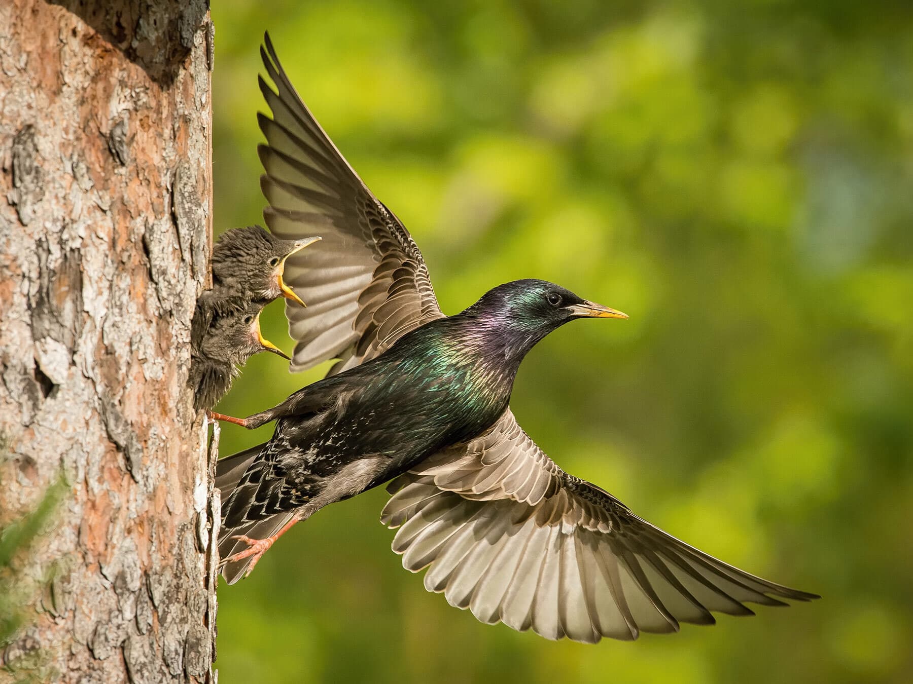Starling nest