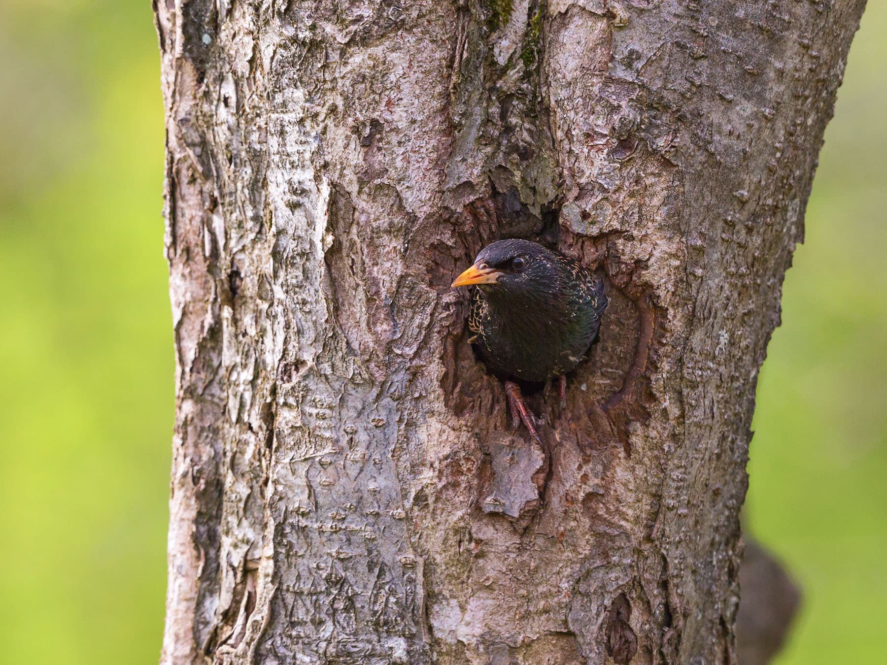 A Starling looking out of a nest hole in a tree trunk