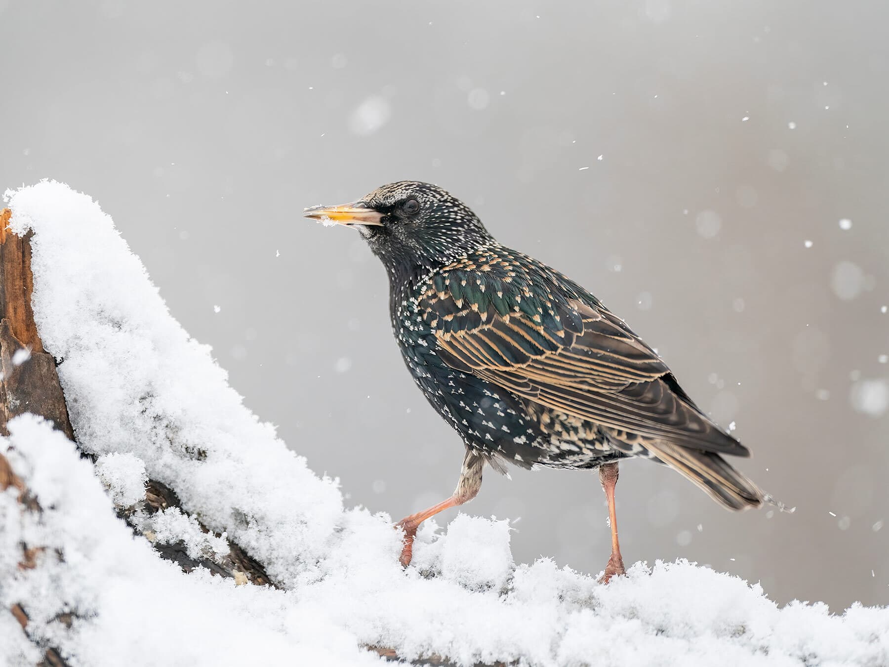 Starling on snowy log