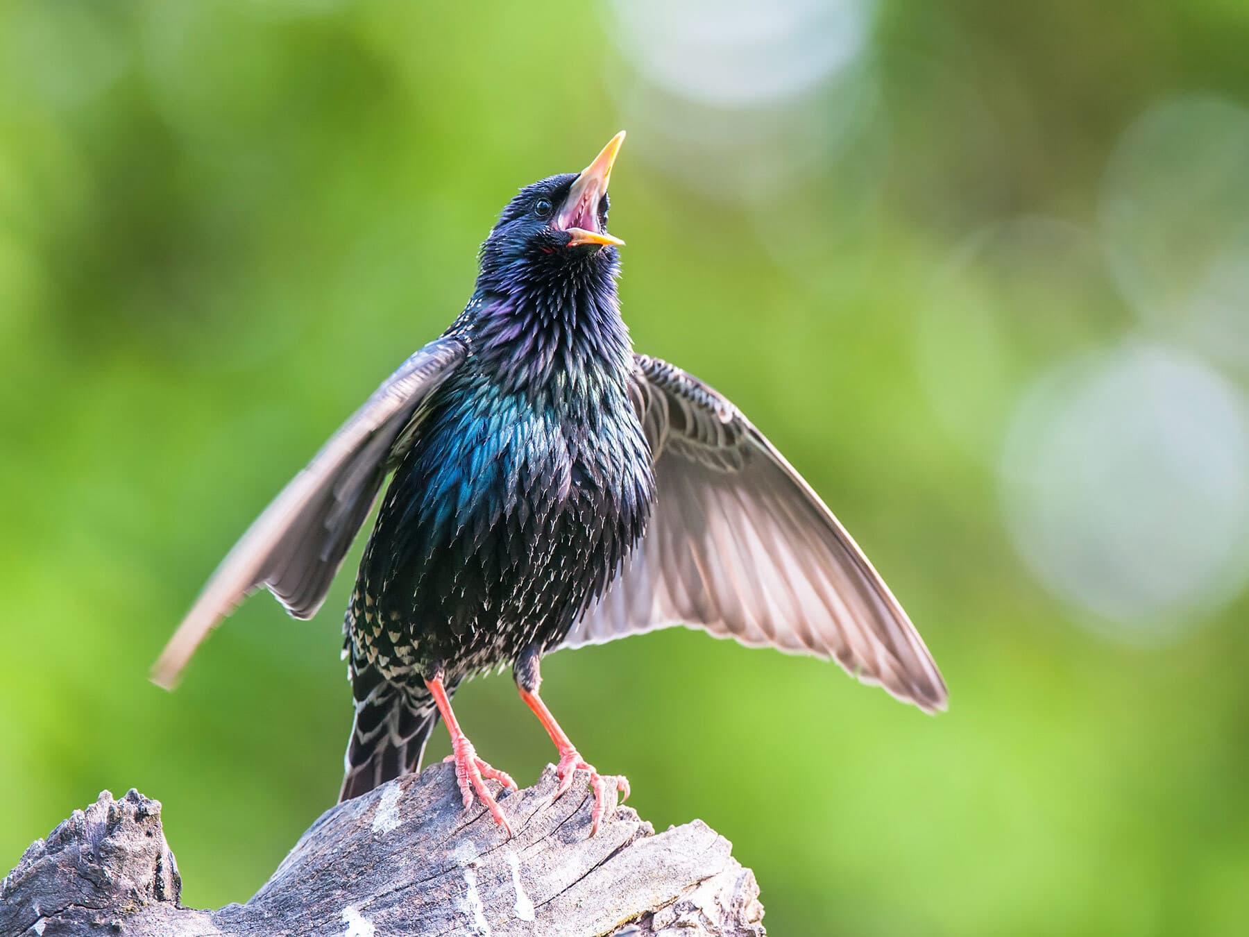 Starling singing