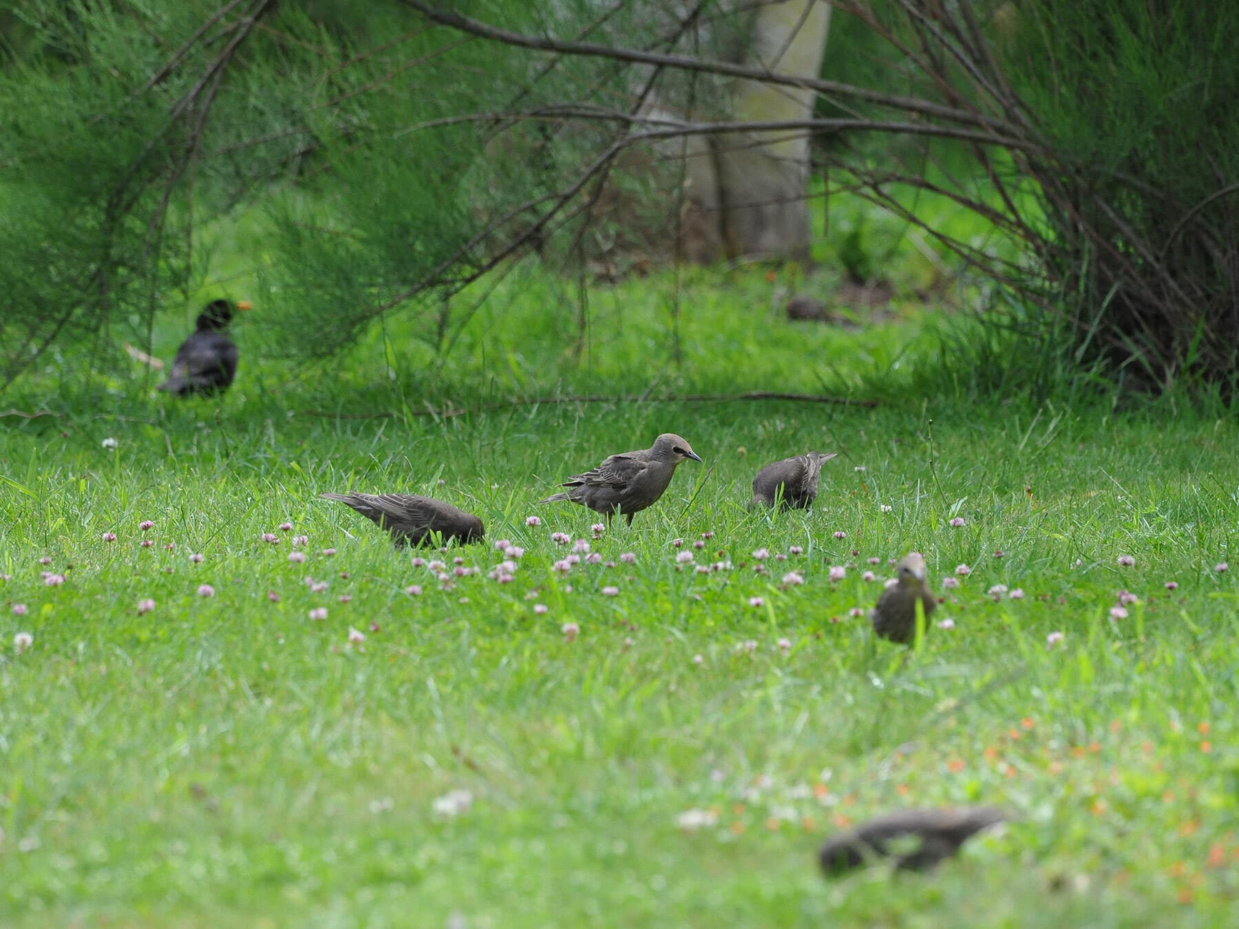 Starlings foraging on the grass