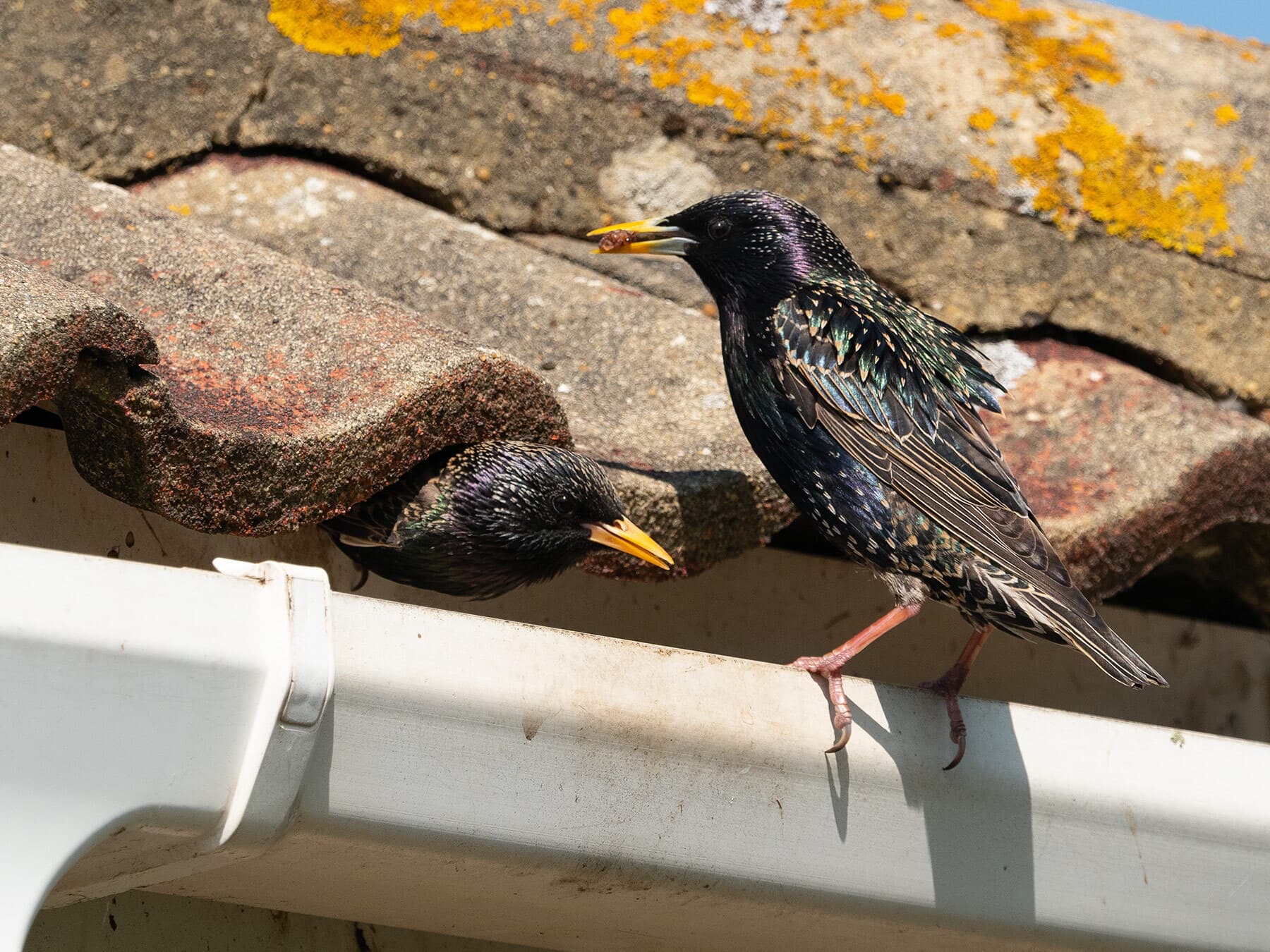 Starlings nesting in the roof