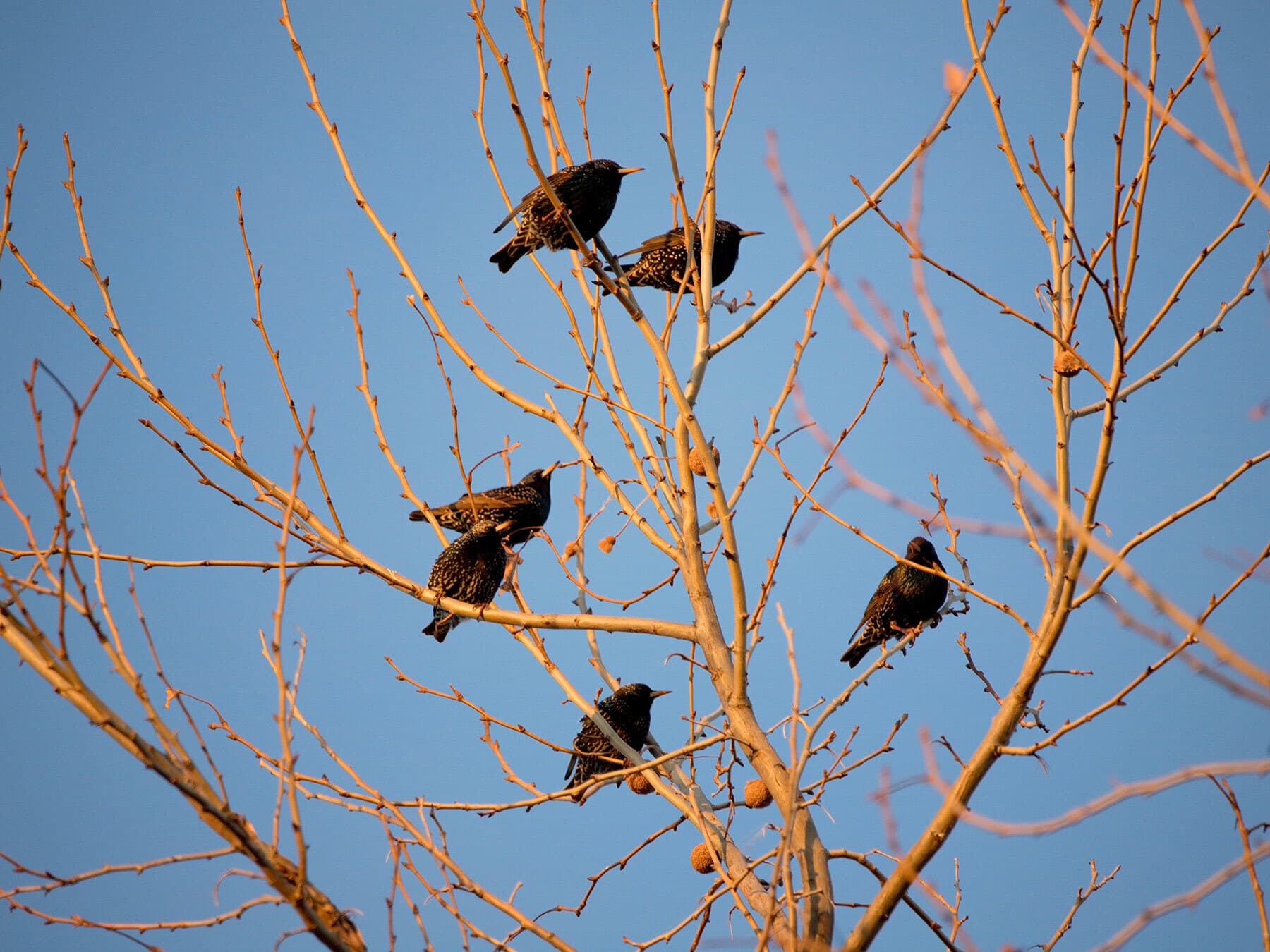 Starlings roosting