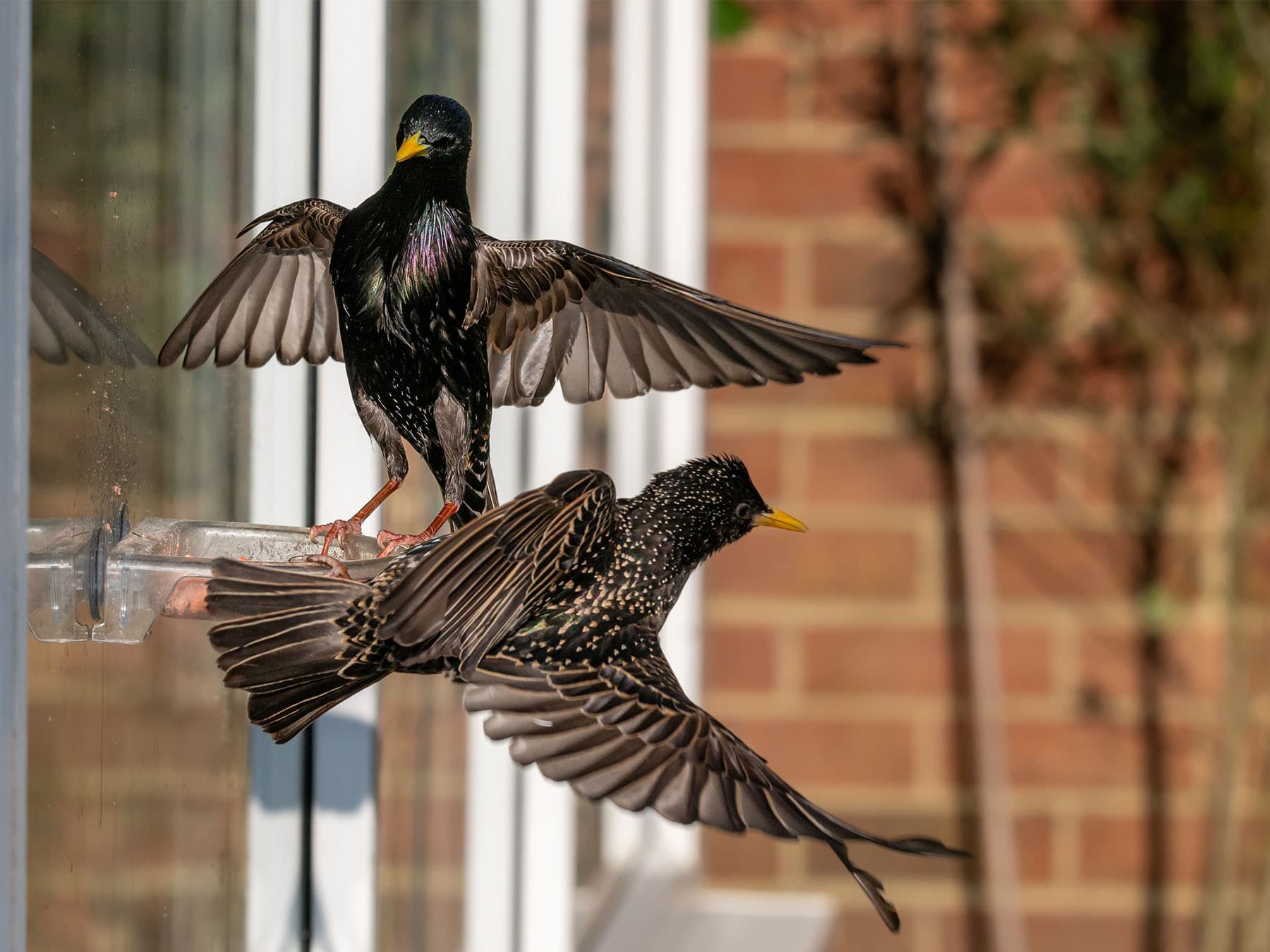Starlings squabbling for food