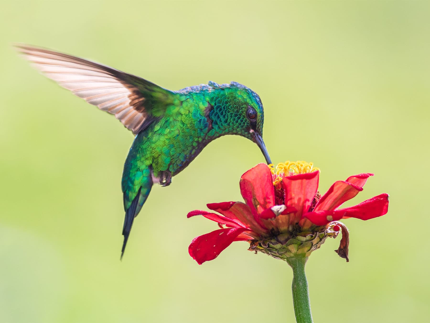 Steely vented hummingbird feeding on nectar