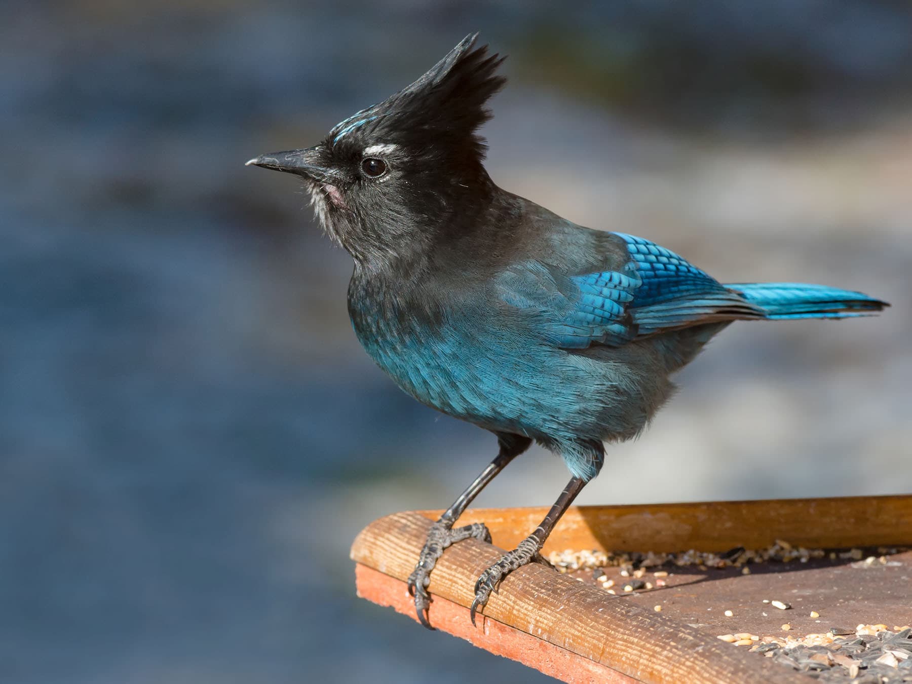 Stellers jay bird feeder