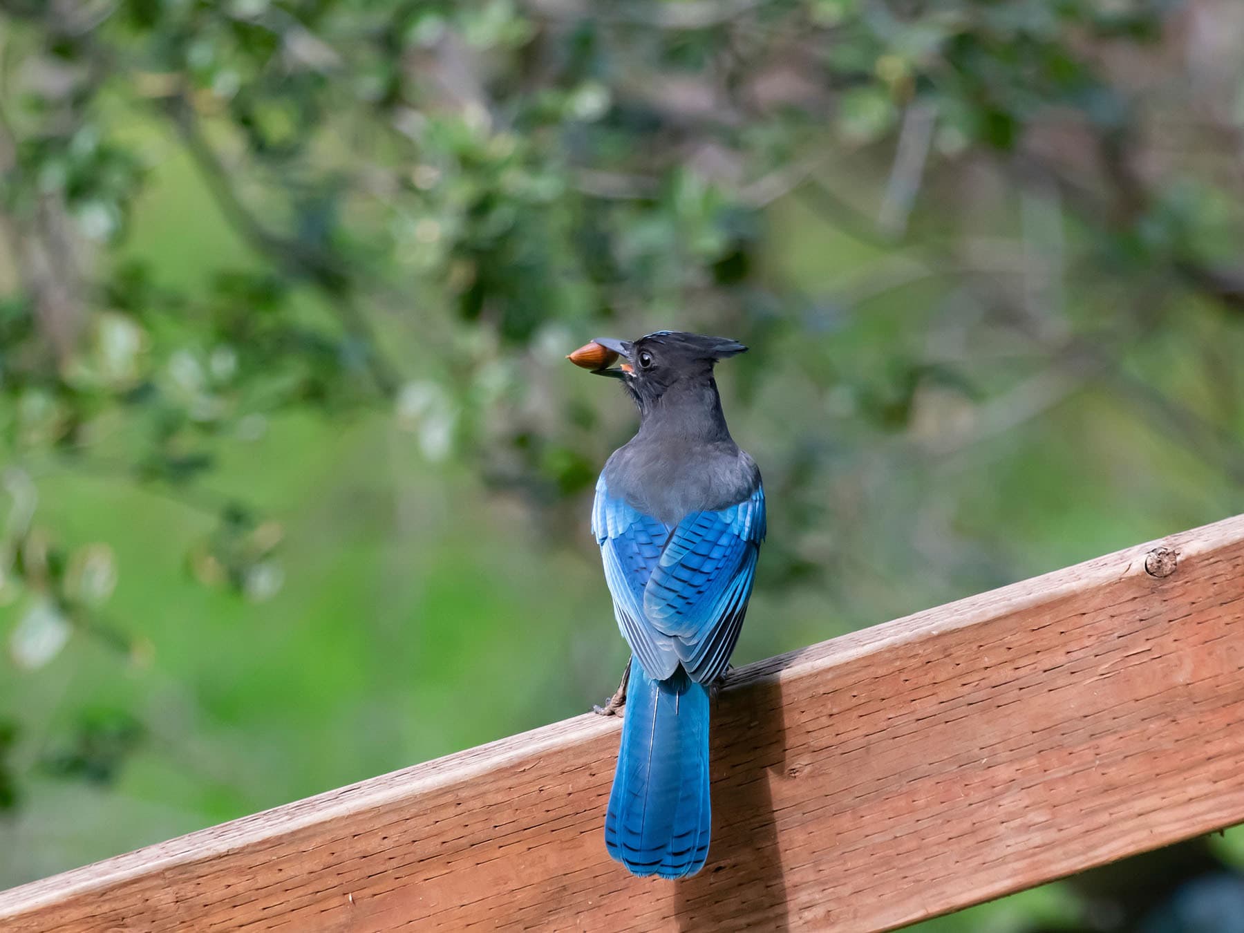 Stellers jay eating acorn