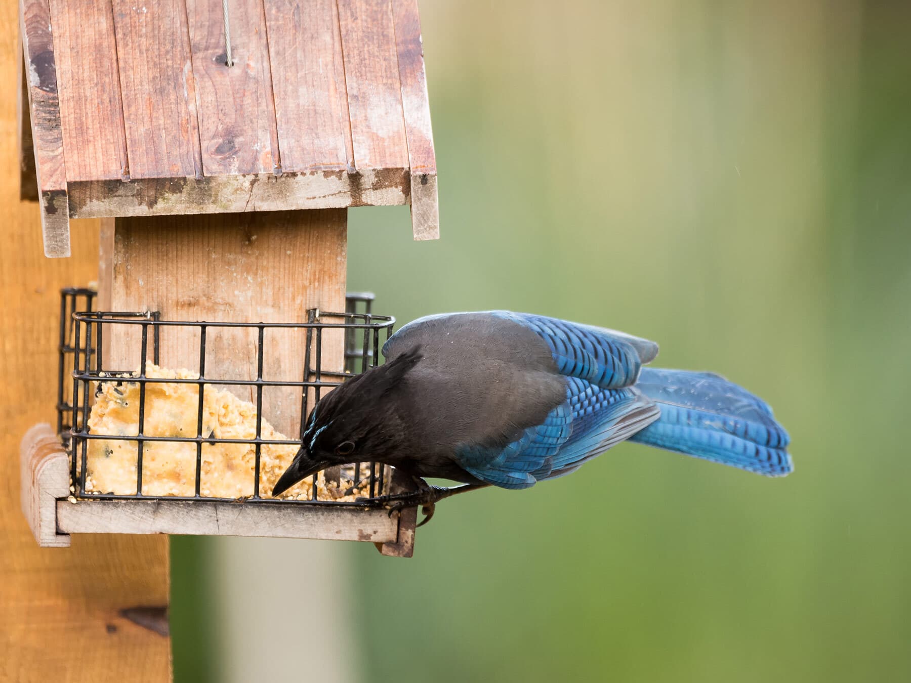 Stellers jay eating suet from feeder