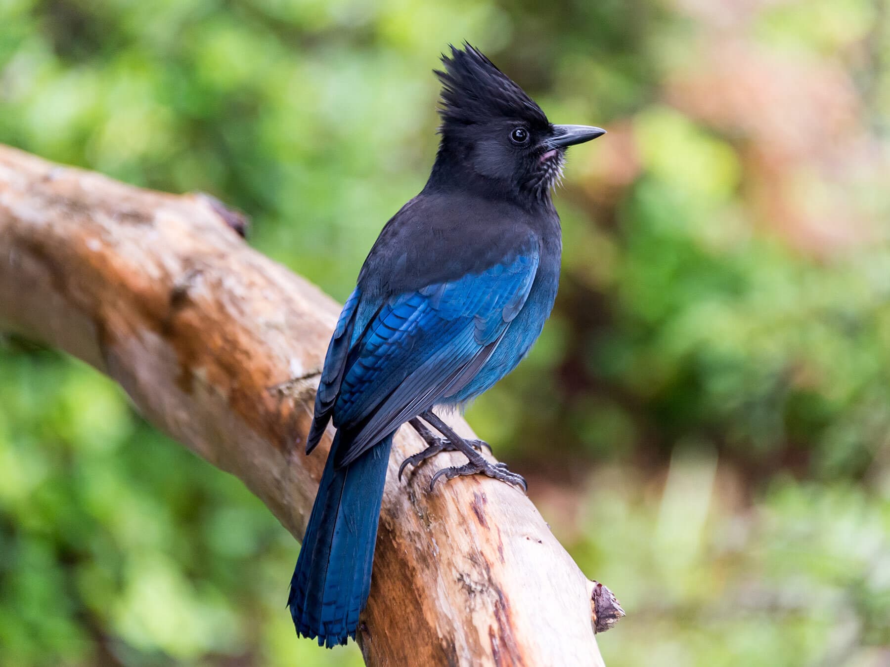 Stellers jay perched