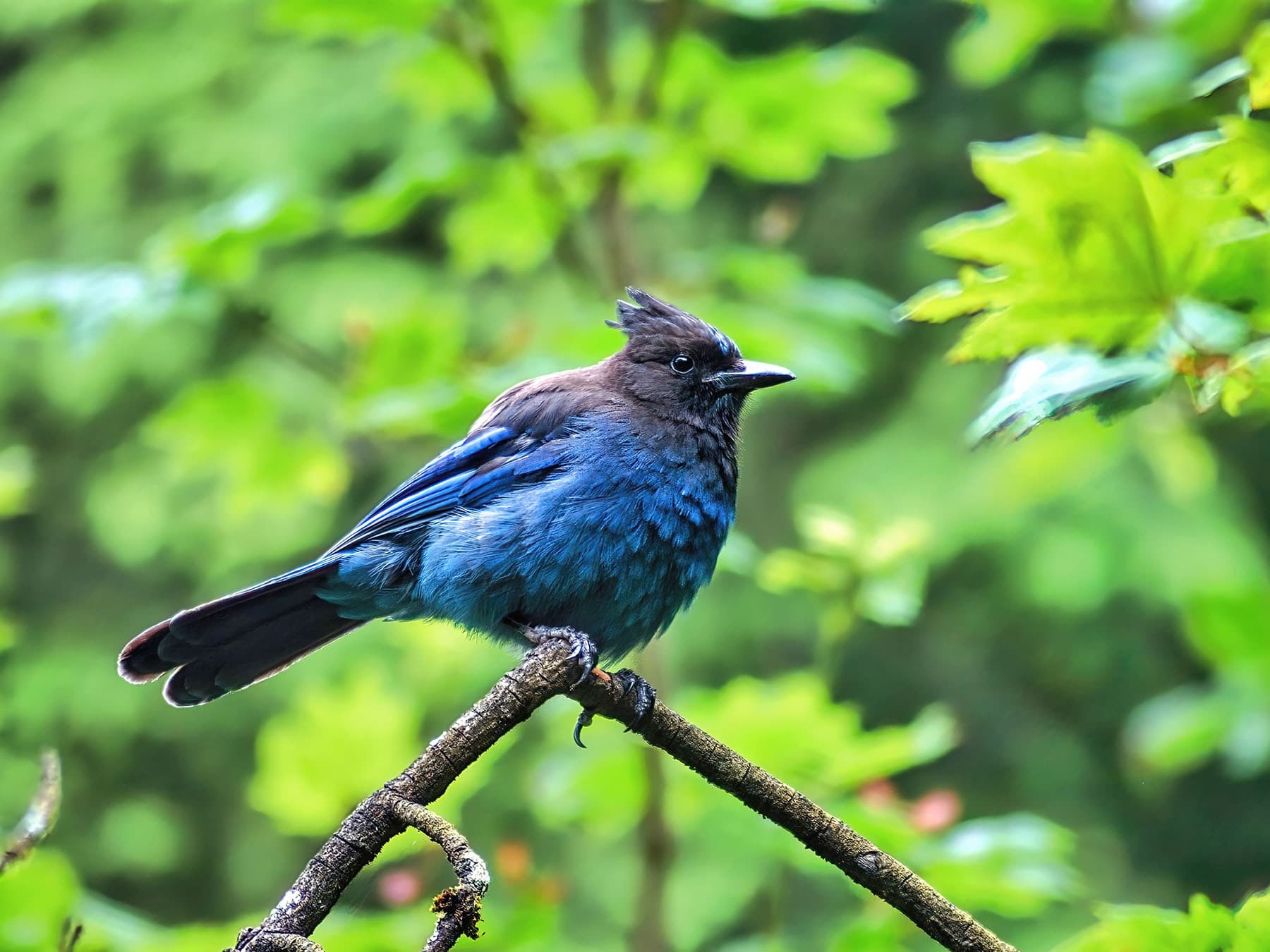 Stellers jay perching