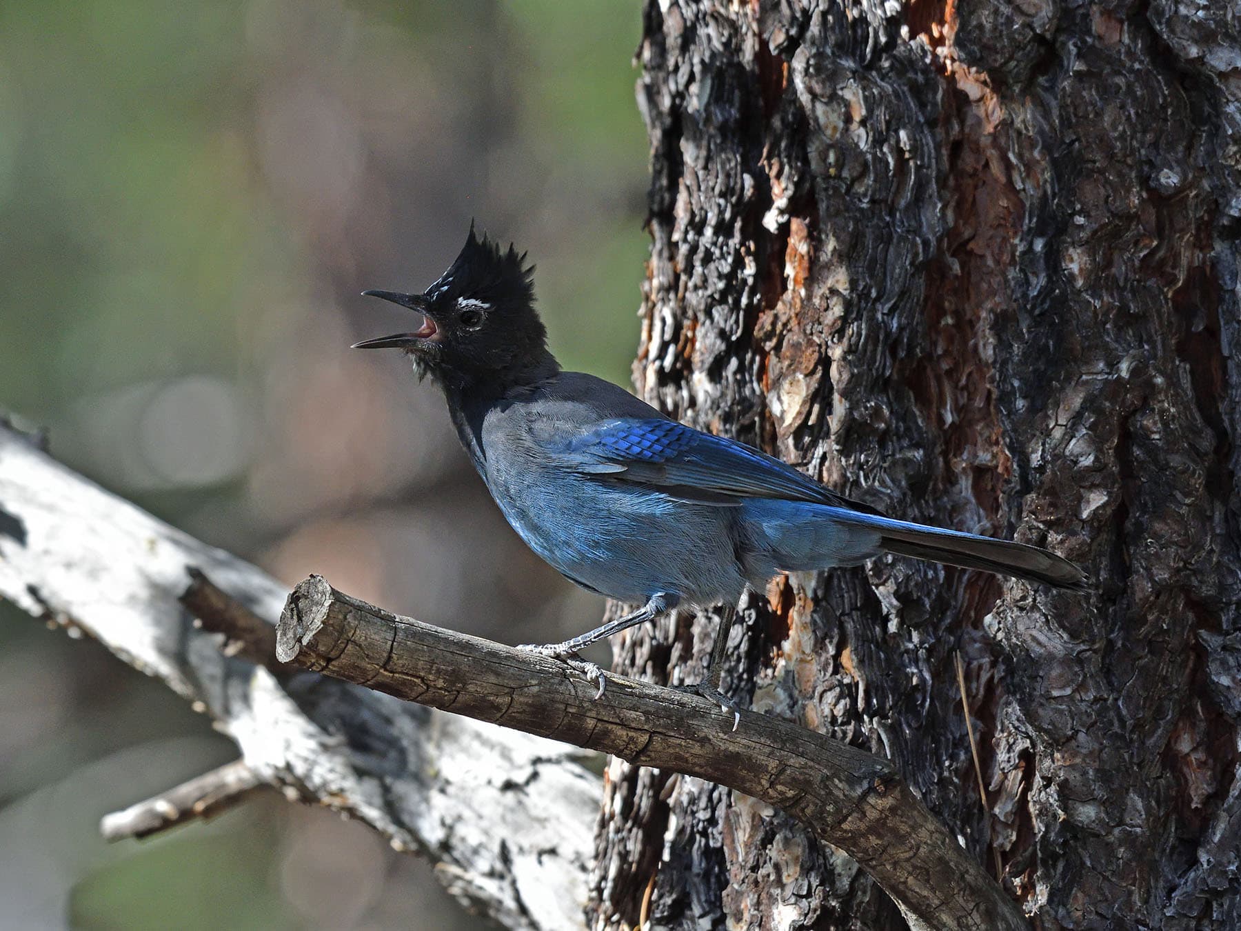 Stellers jay sqwaking