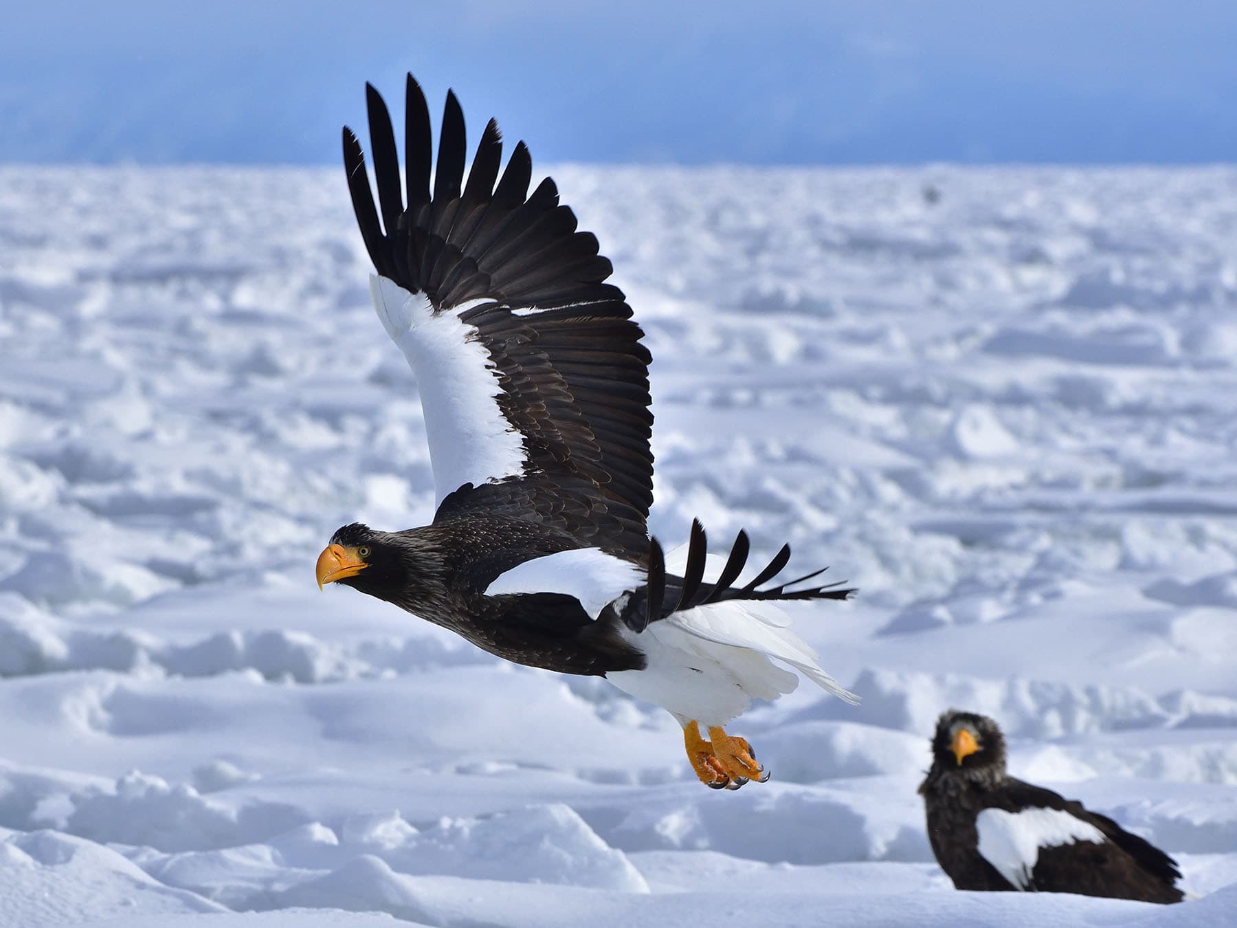 Stellers sea eagle flying