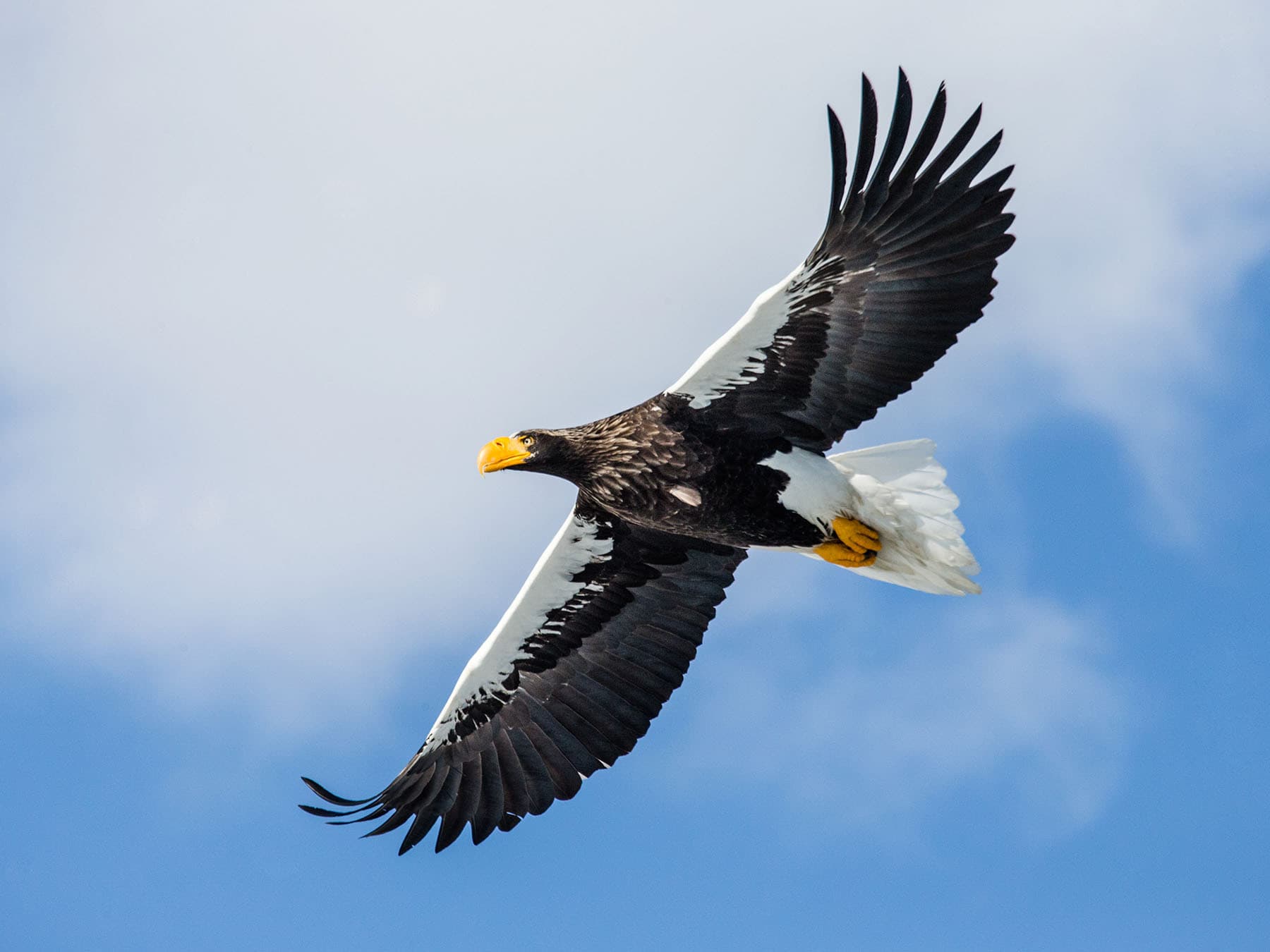 Stellers sea eagle in flight