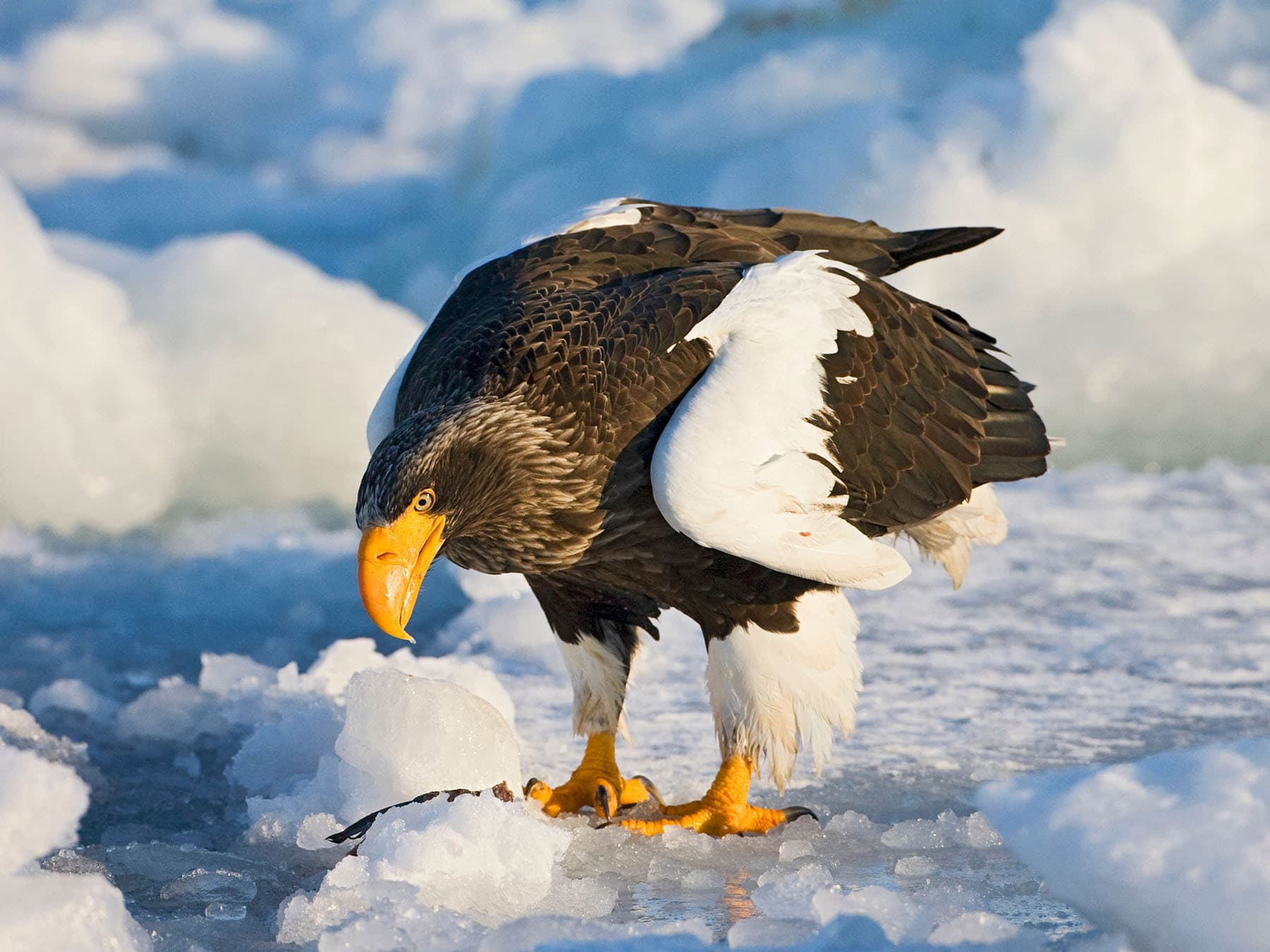 Stellers sea eagle looking for prey