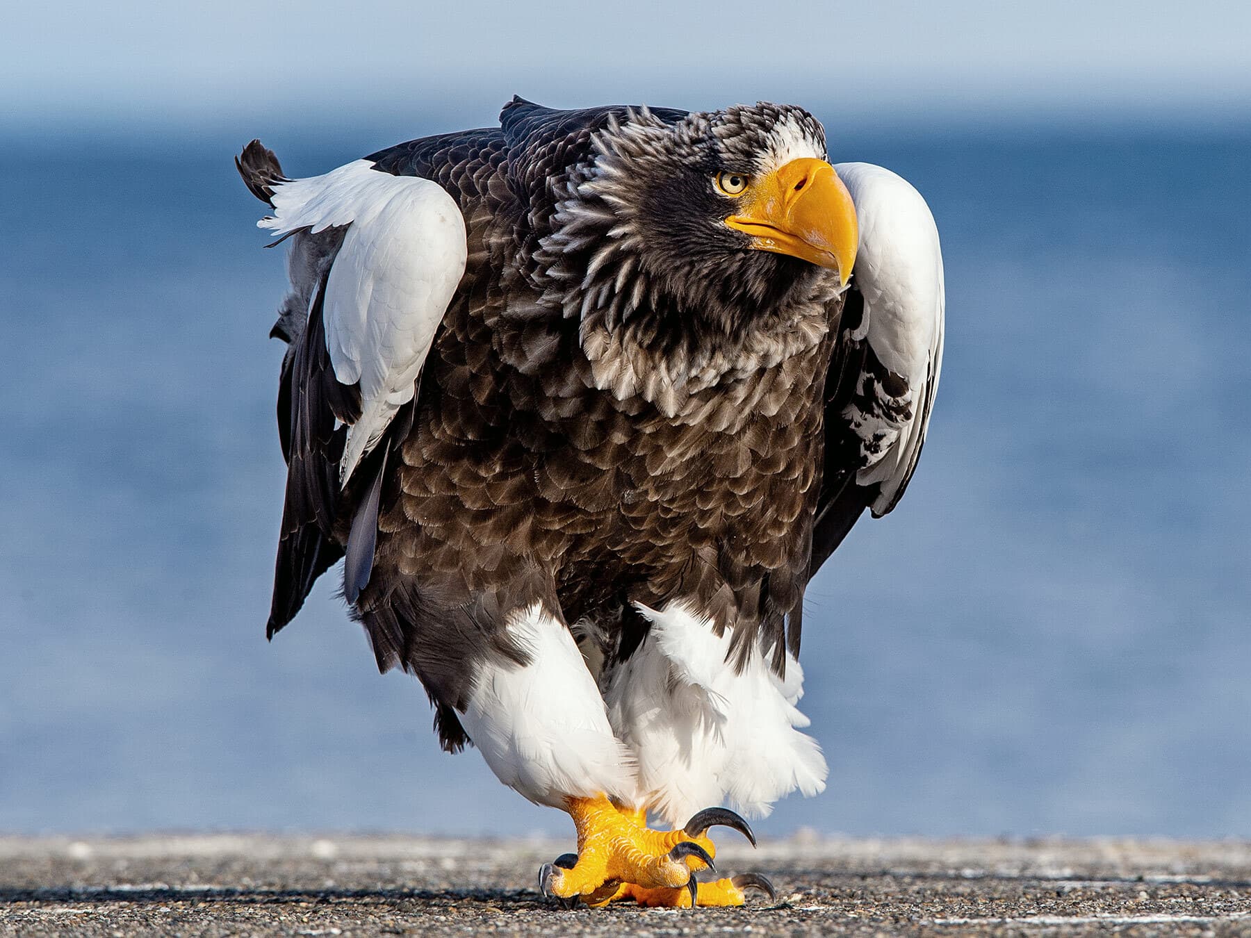 Steller’s Sea-Eagle walking on the ground