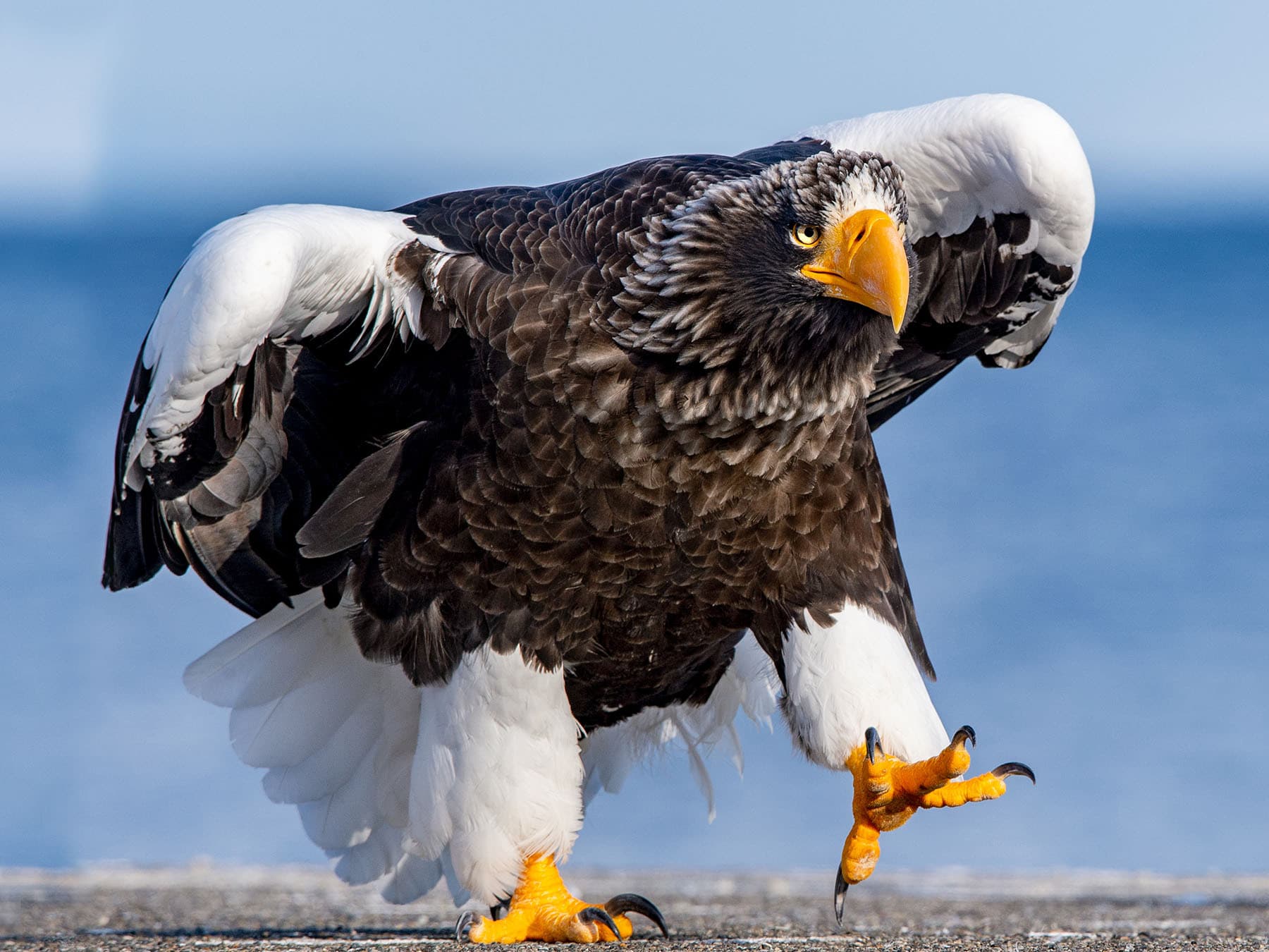 Stellers sea eagle weight