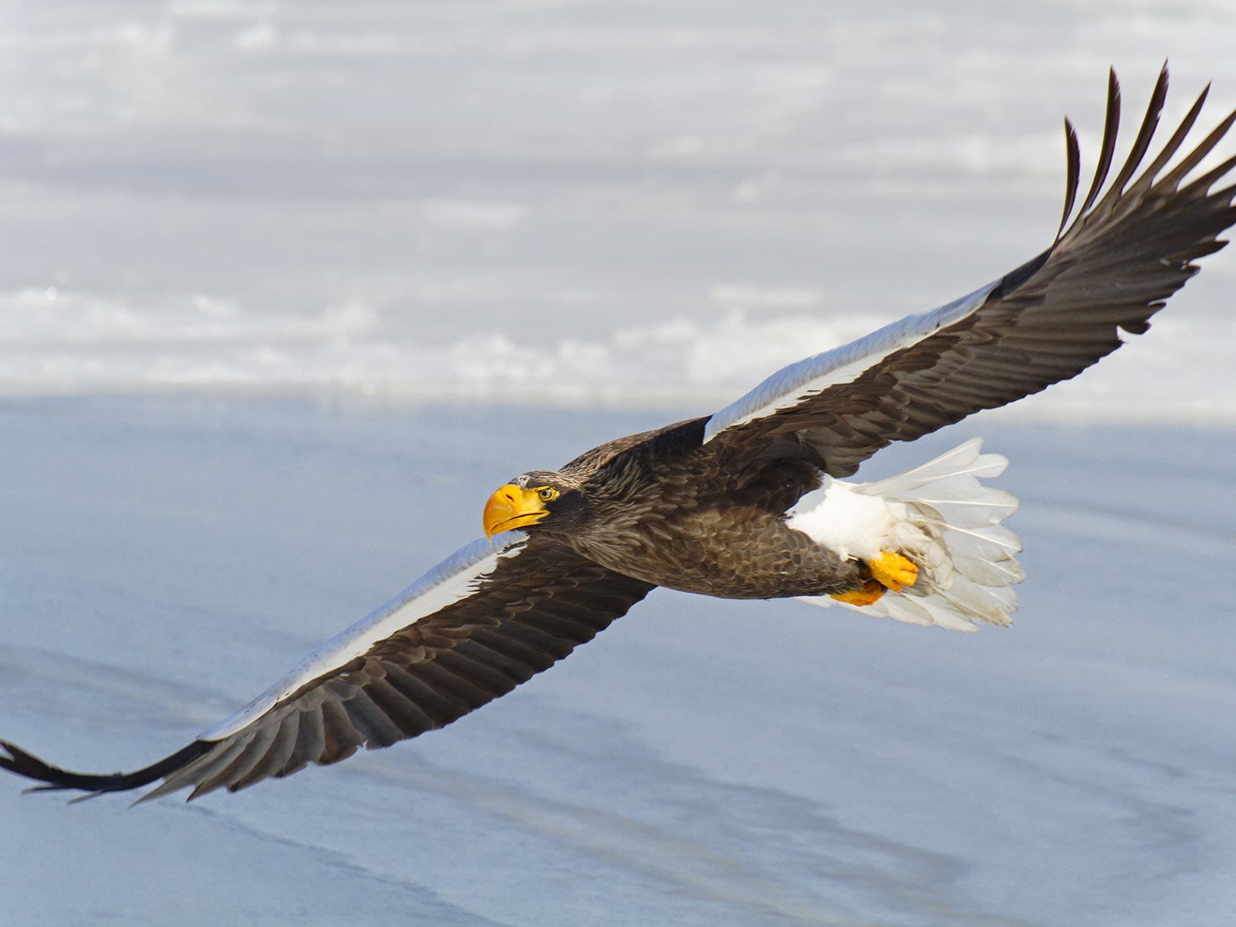 Stellers sea eagle wingspan