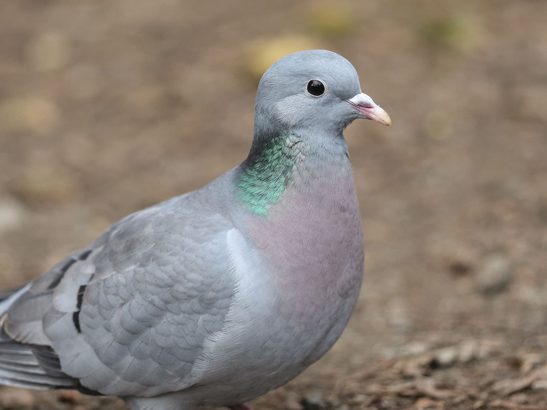 Close up portrait of a Stock Dove