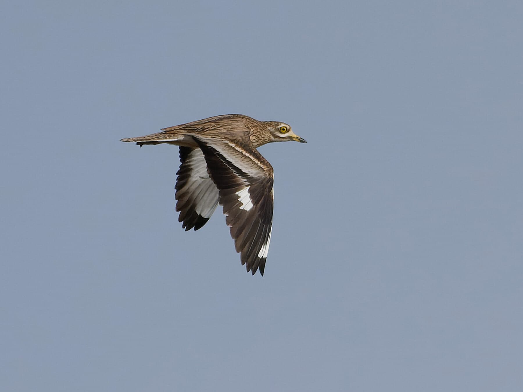 Stone Curlew in flight