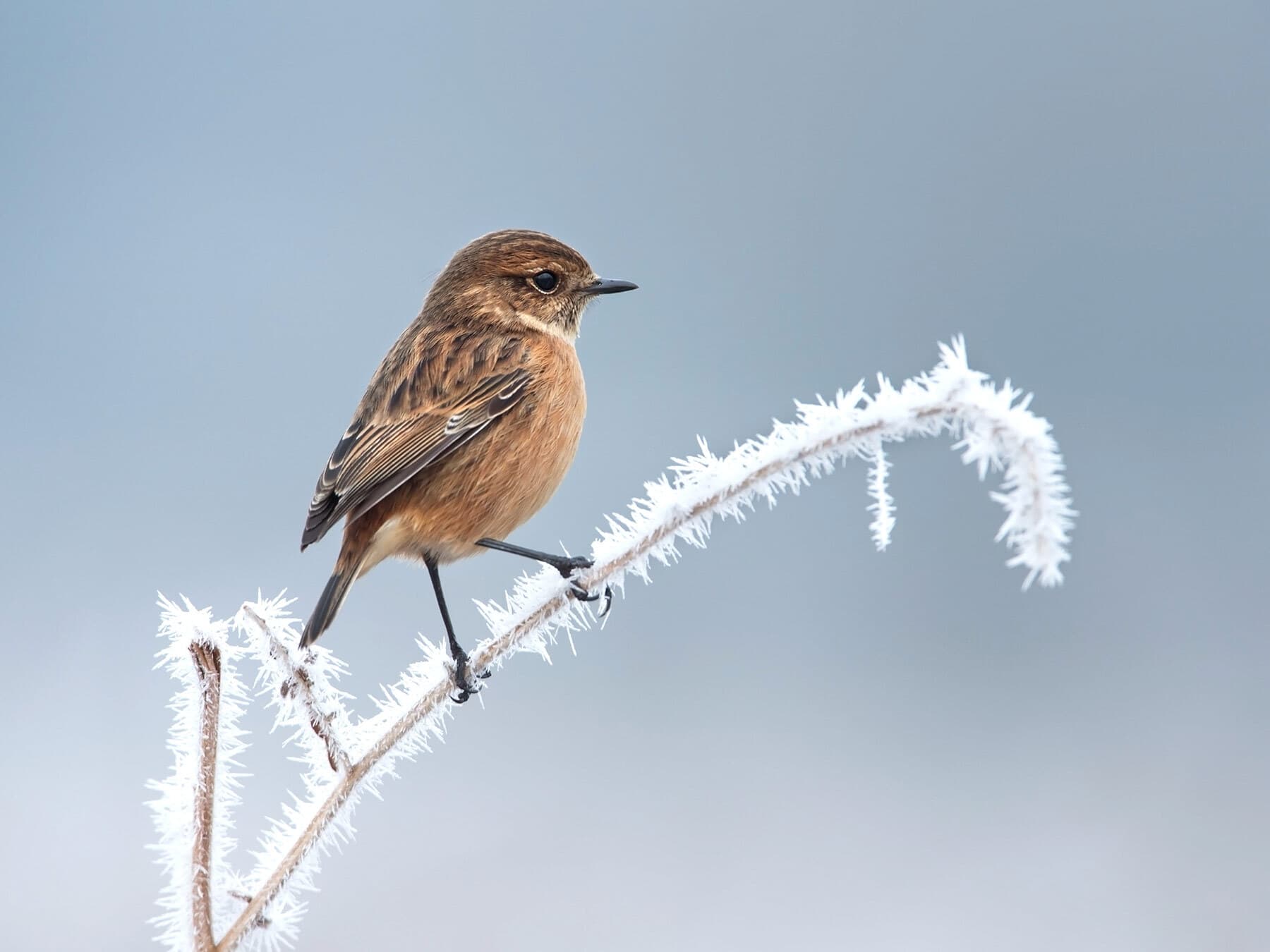 Stonechat in winter