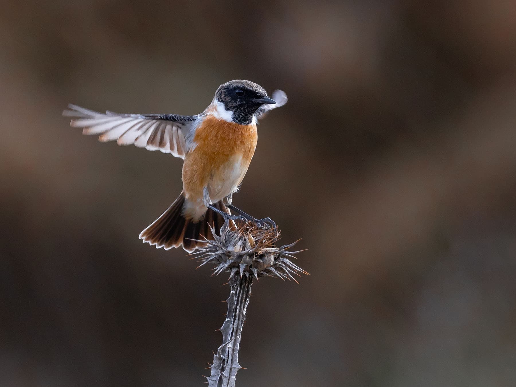 Stonechat coming in to land on a perch